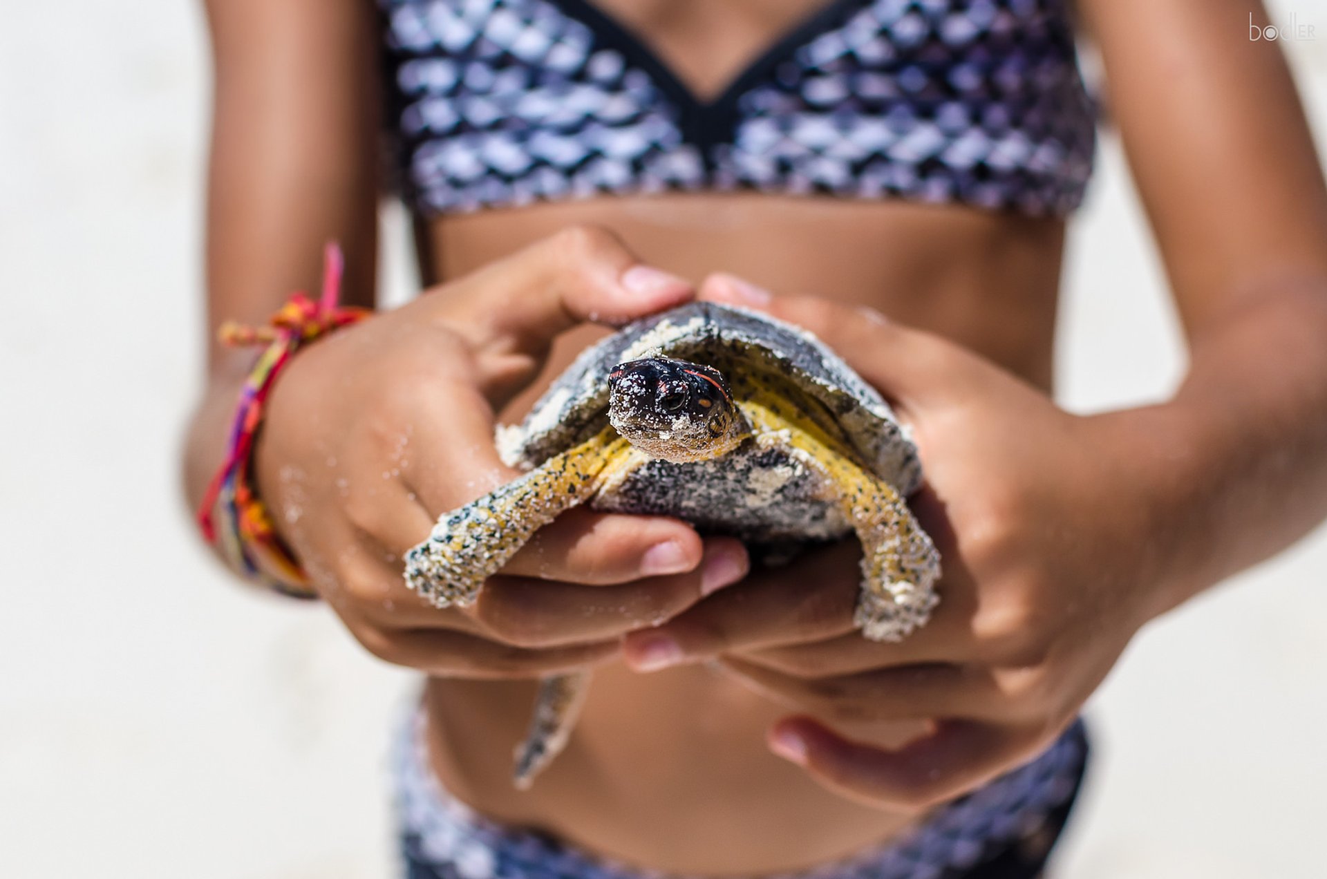 Lanzamiento de Tortuga Bebé