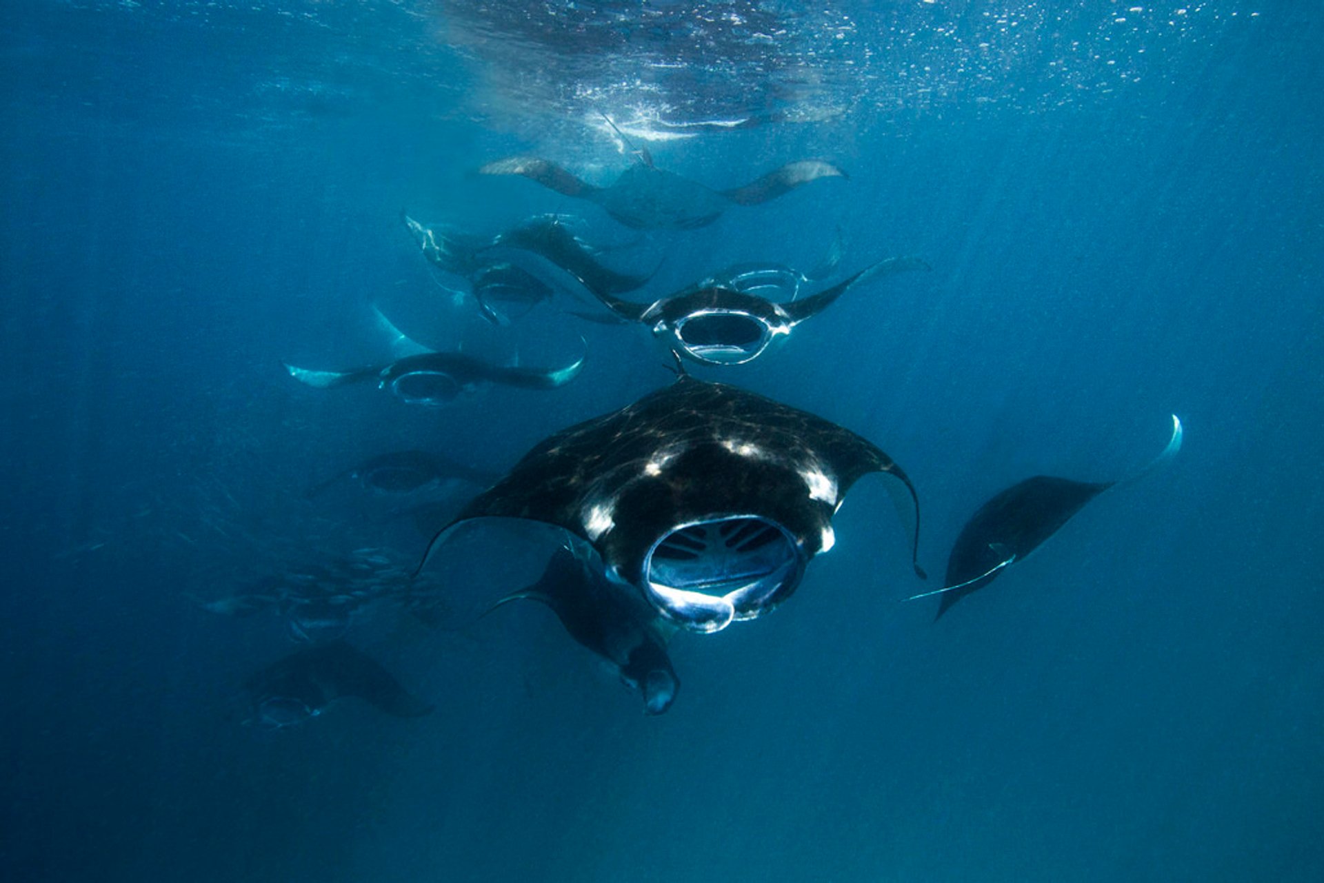 Manta Strahlen im Baa Atoll