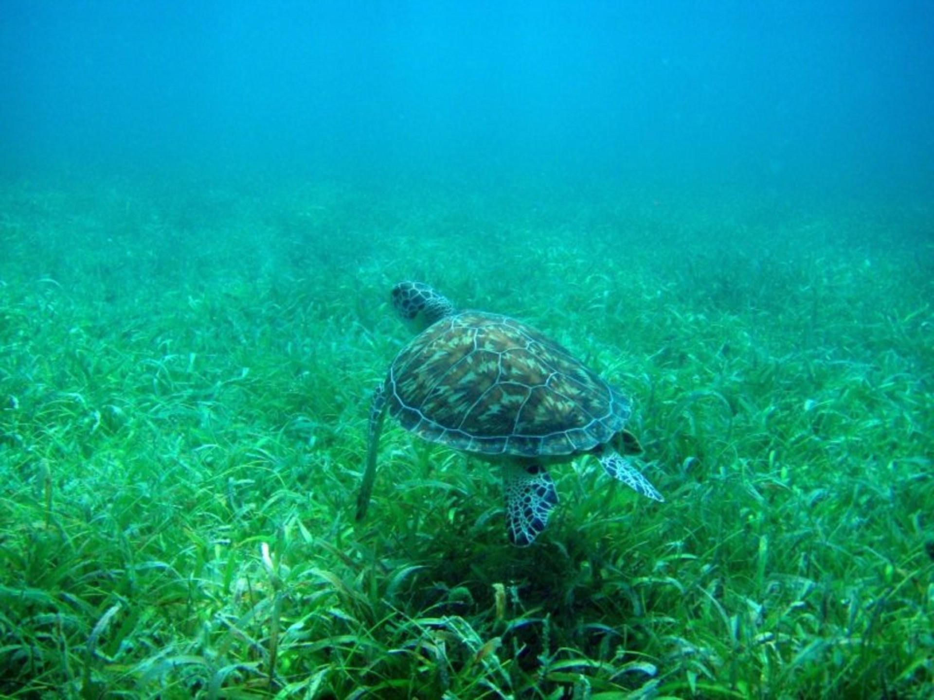 Snorkeling