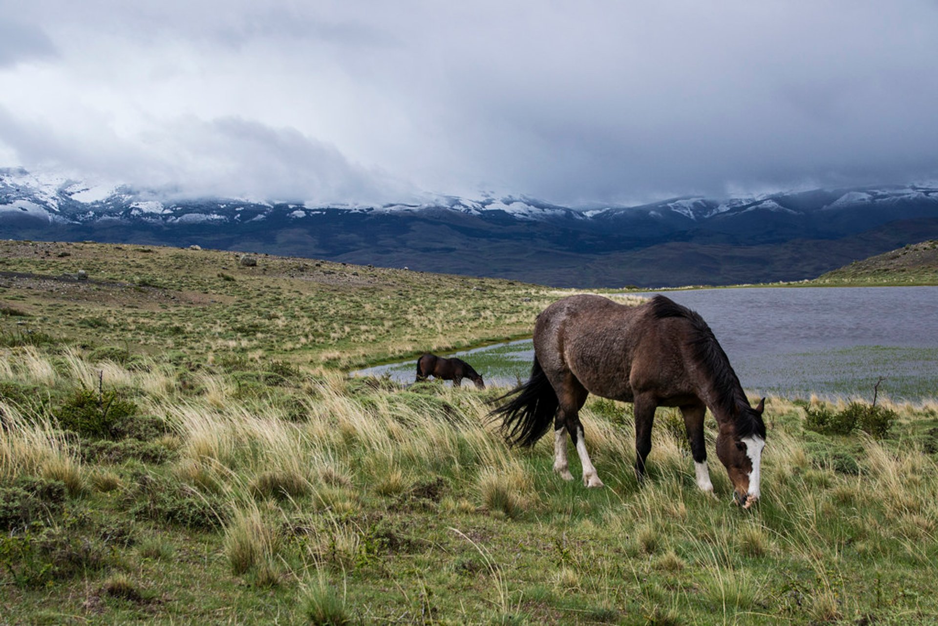 Chevaux sauvages