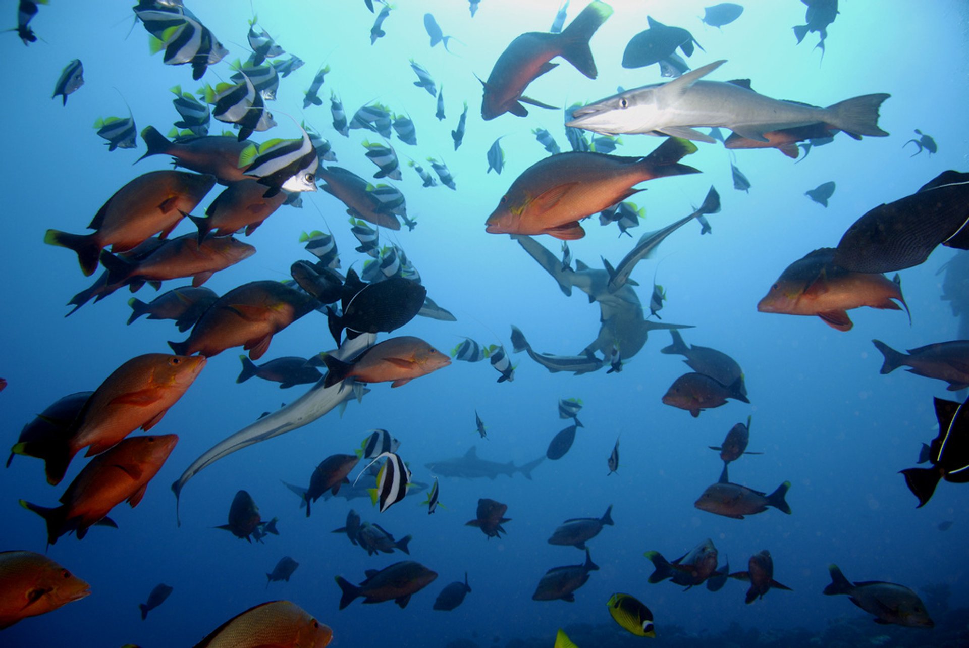 Diving and Snorkeling around Tahiti