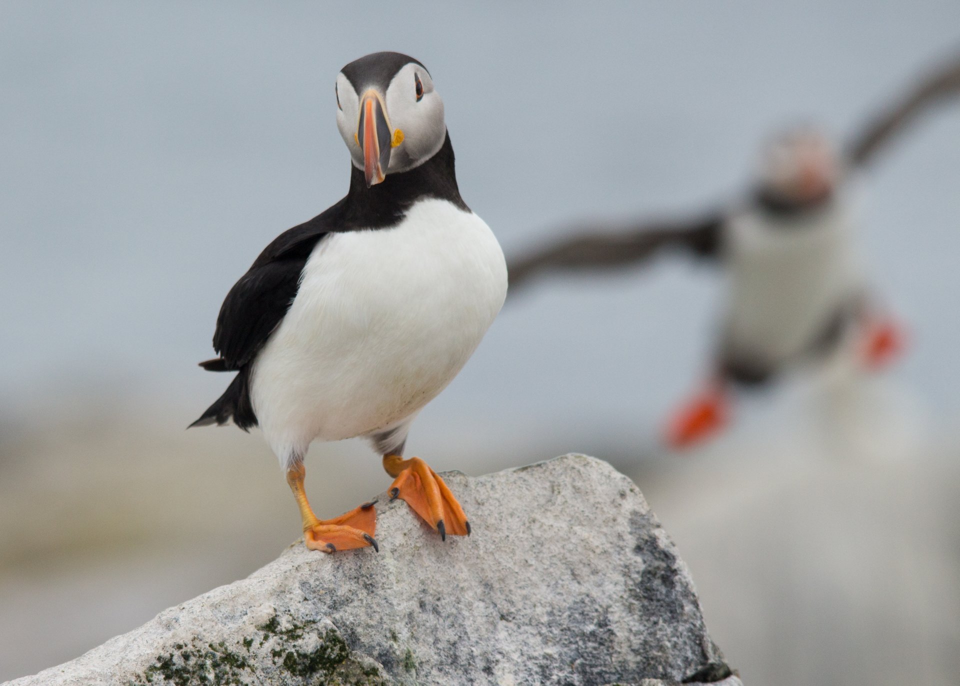 Puffin colonies in Maine see second straight rebound year