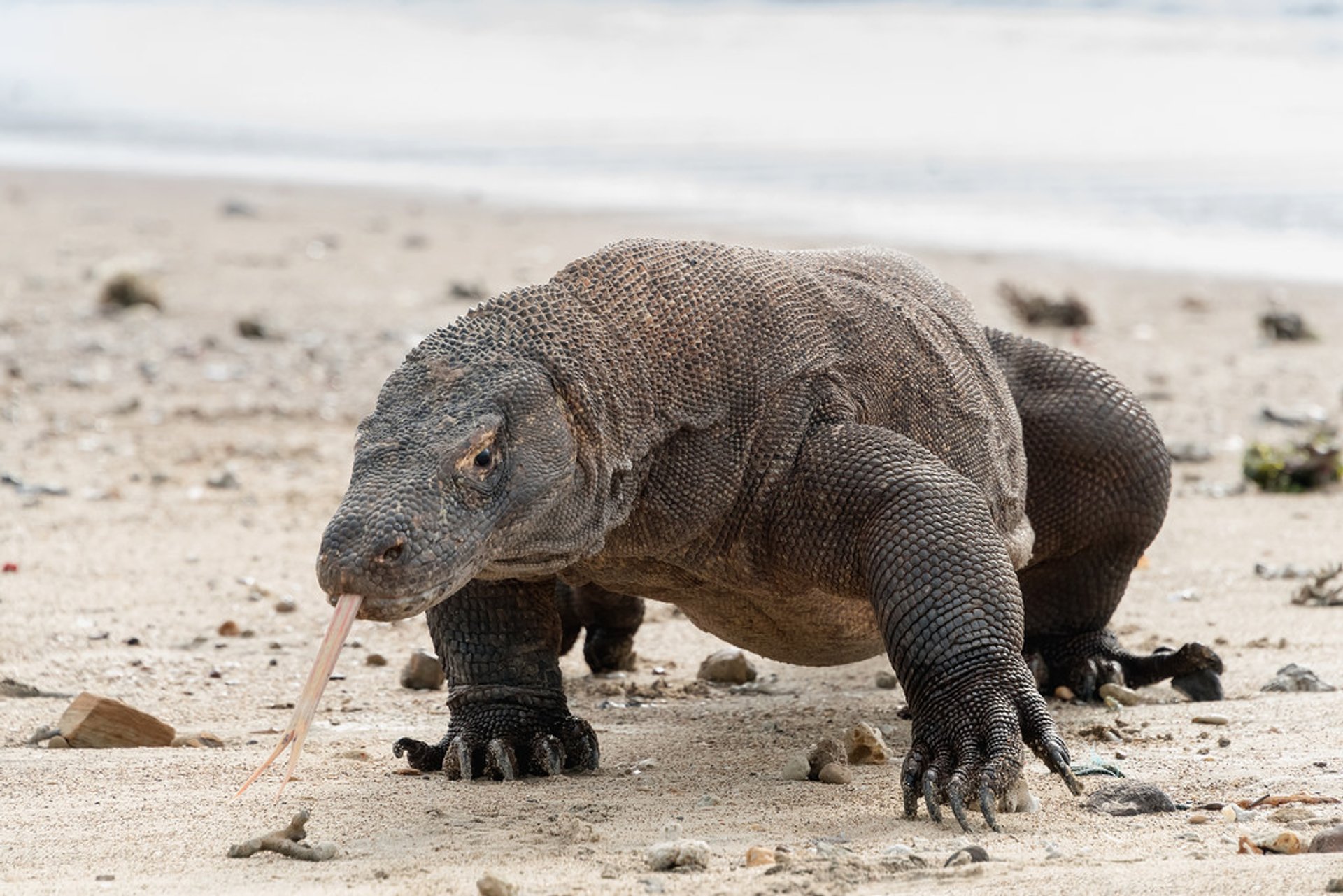  Komodo  Dragon Puppet