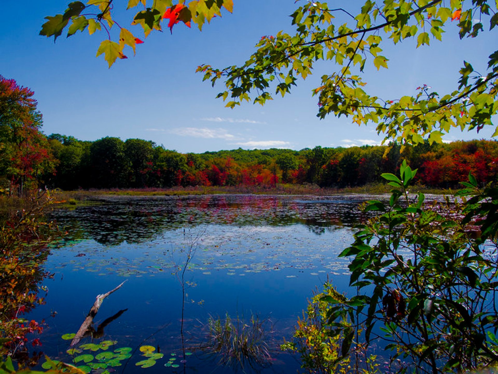 Herbstlaub in Connecticut
