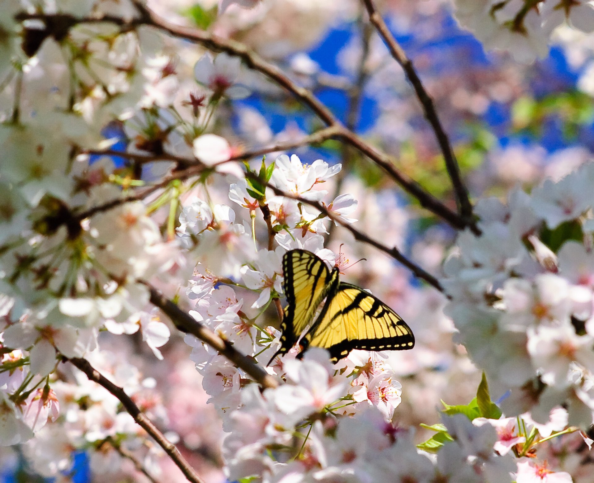 Cerejeiras em flor