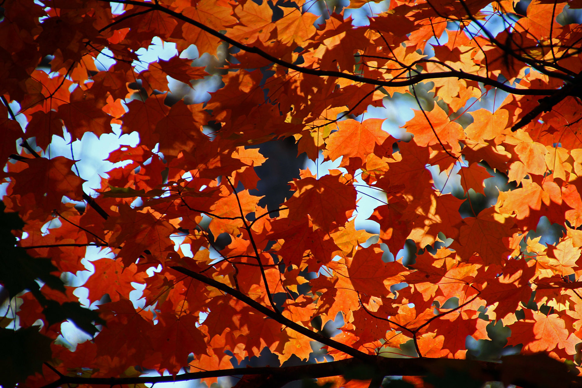 New England Fall Foliage