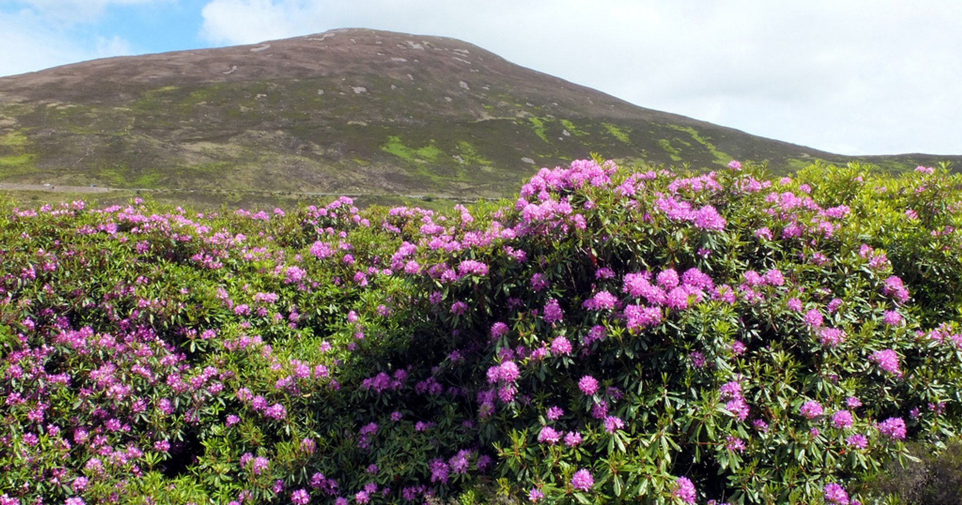 Vee Pass Rhododendrons