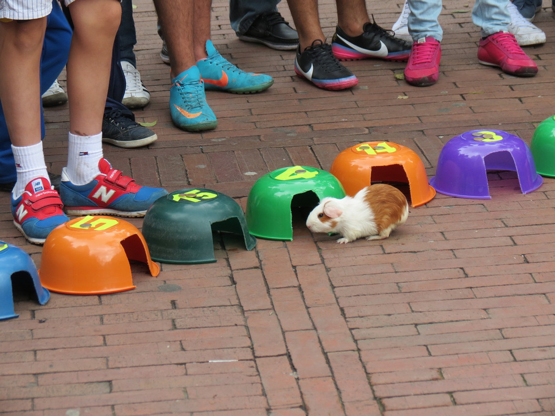 Bogota Guinea Pig Race