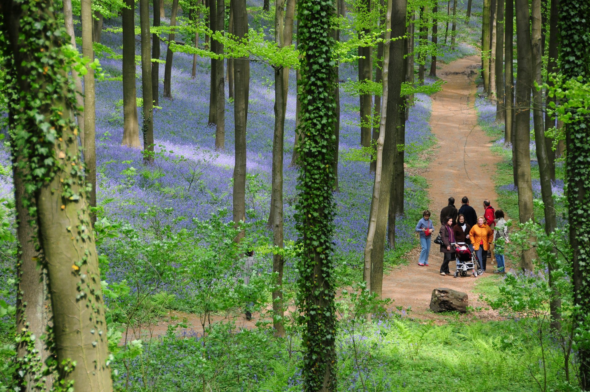 Hallerbos