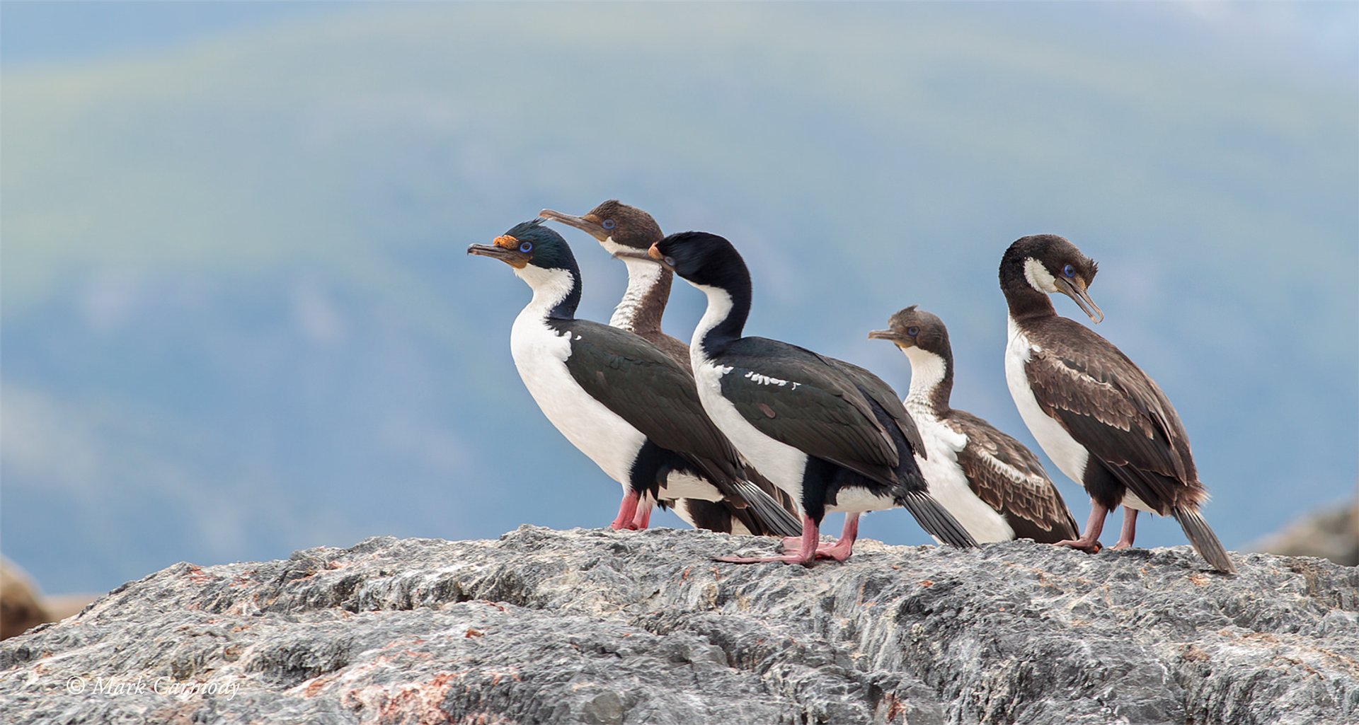 Cormorans de la Patagonie