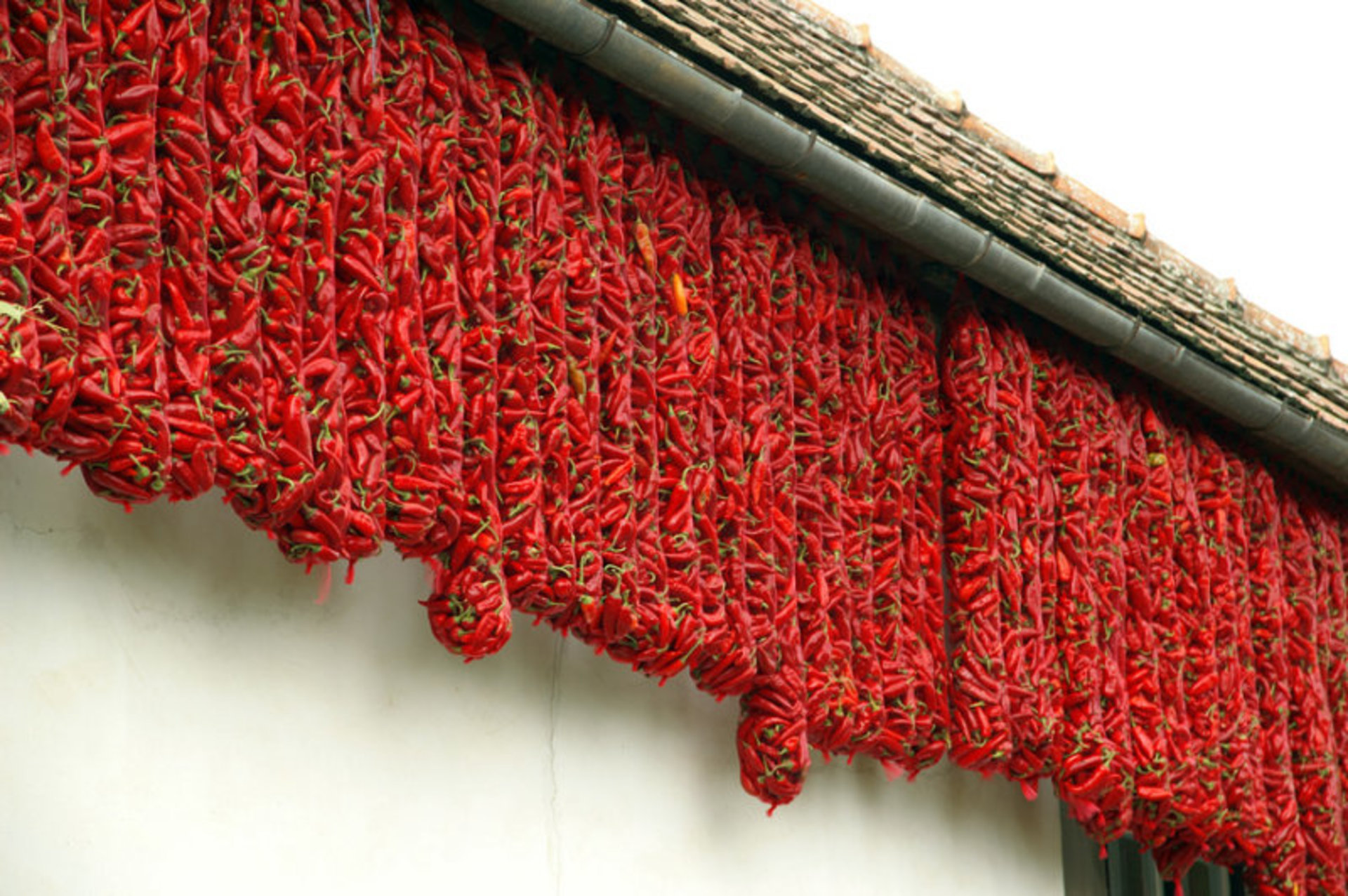 Sweet Paprika Harvest