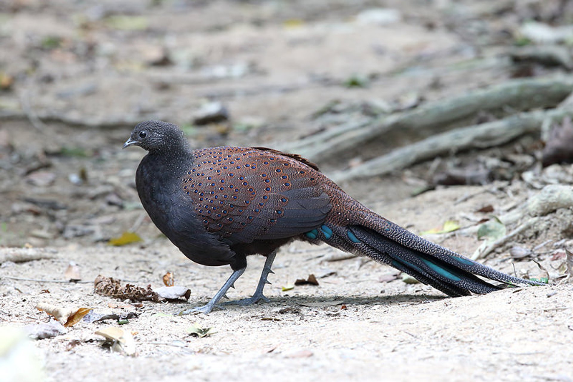 Vogelbeobachtung