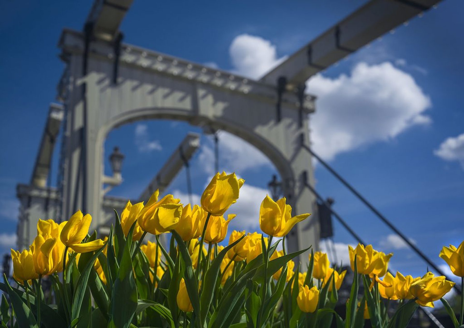 Tulp Festival (Festival de Tulipán de Amsterdam)