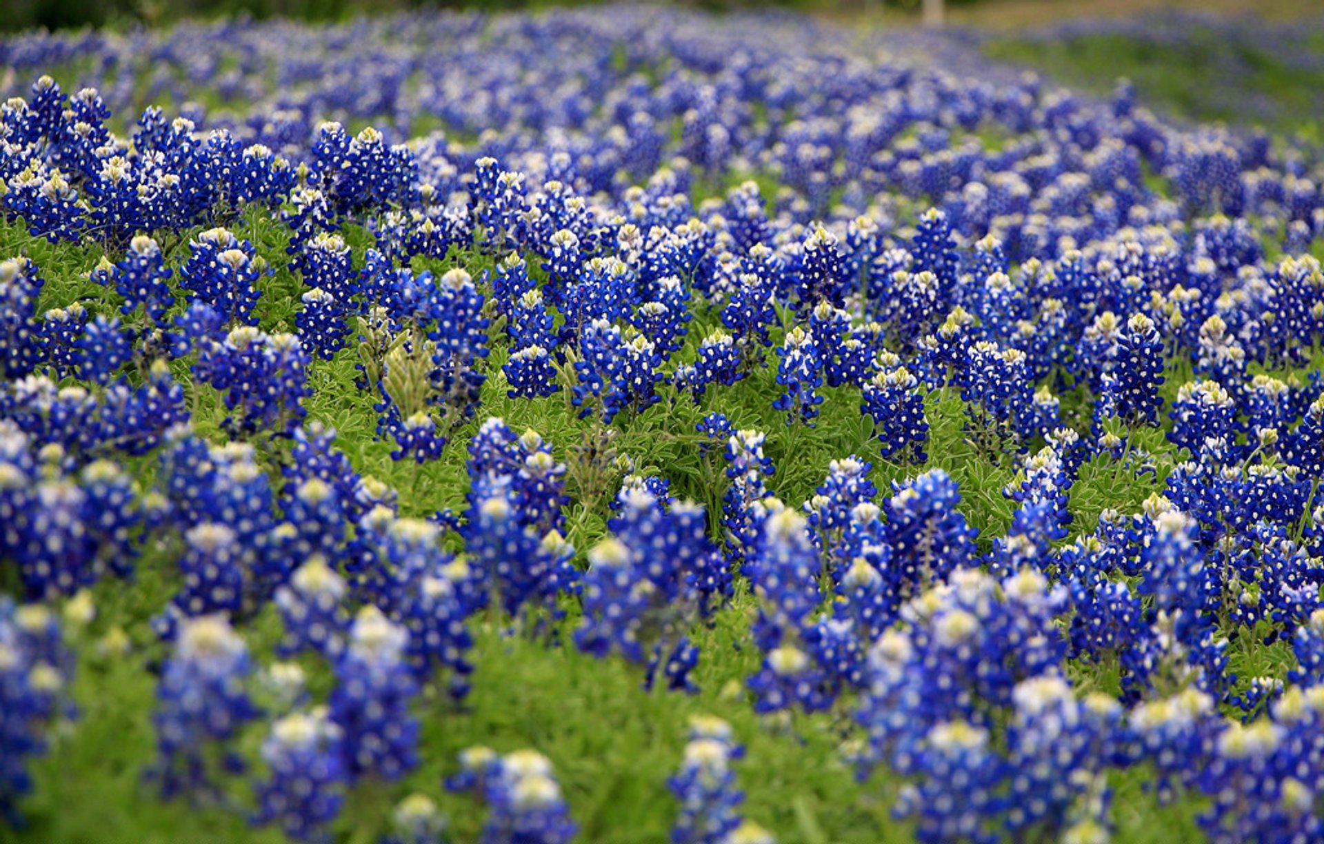 Bluebonnets (Lupinus texensis)