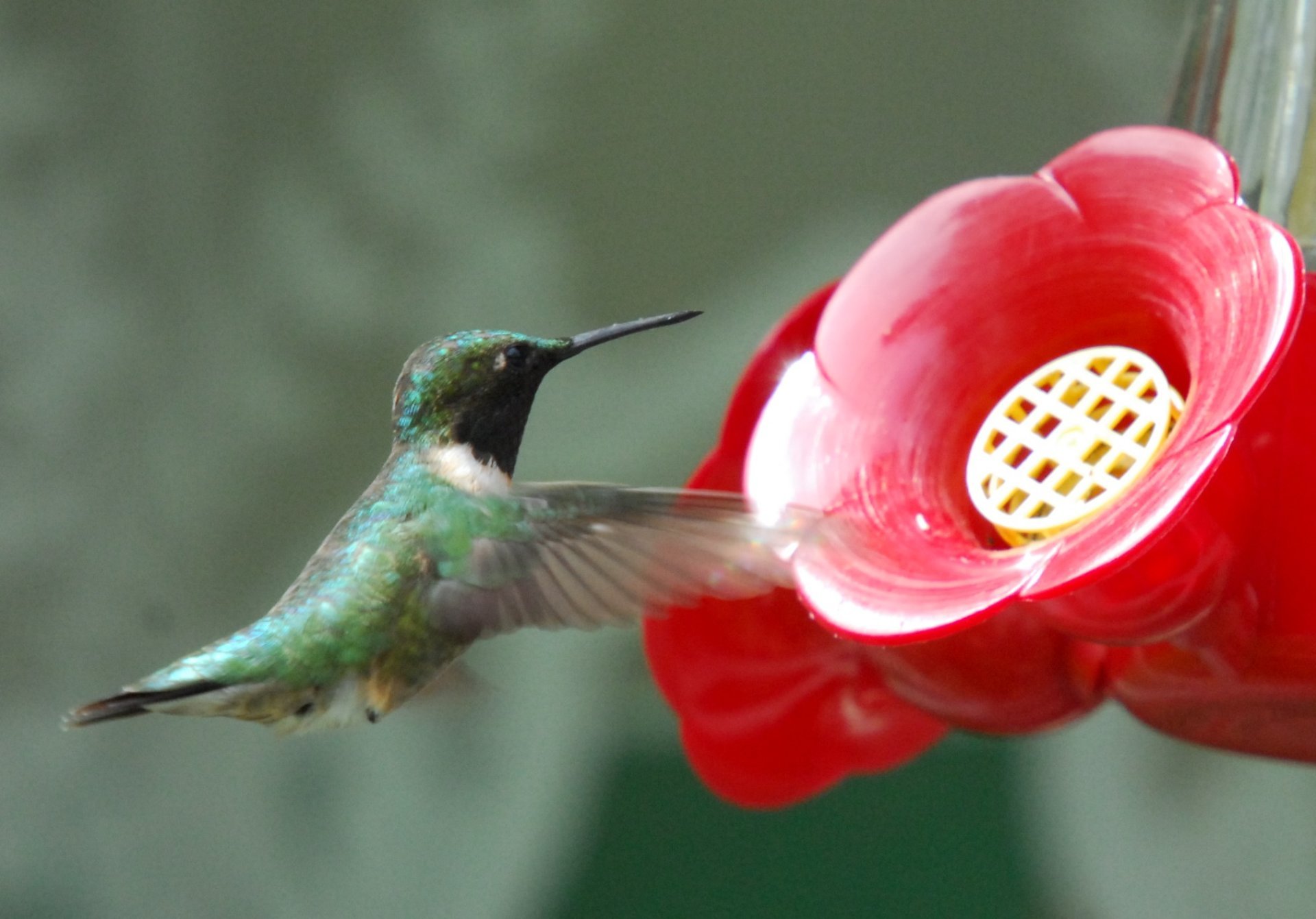 Colibríes