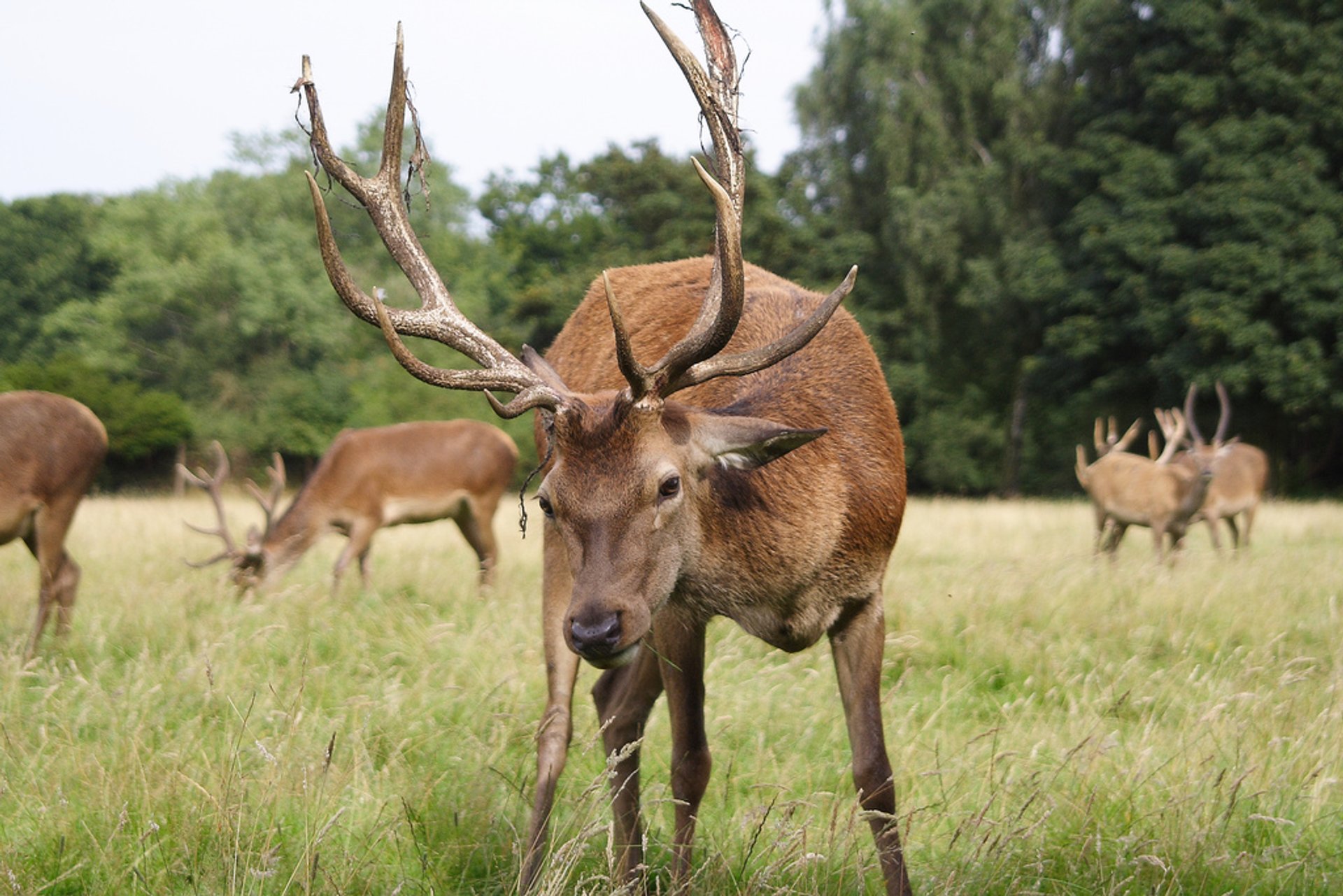 Observation des cerfs dans le parc Richmond