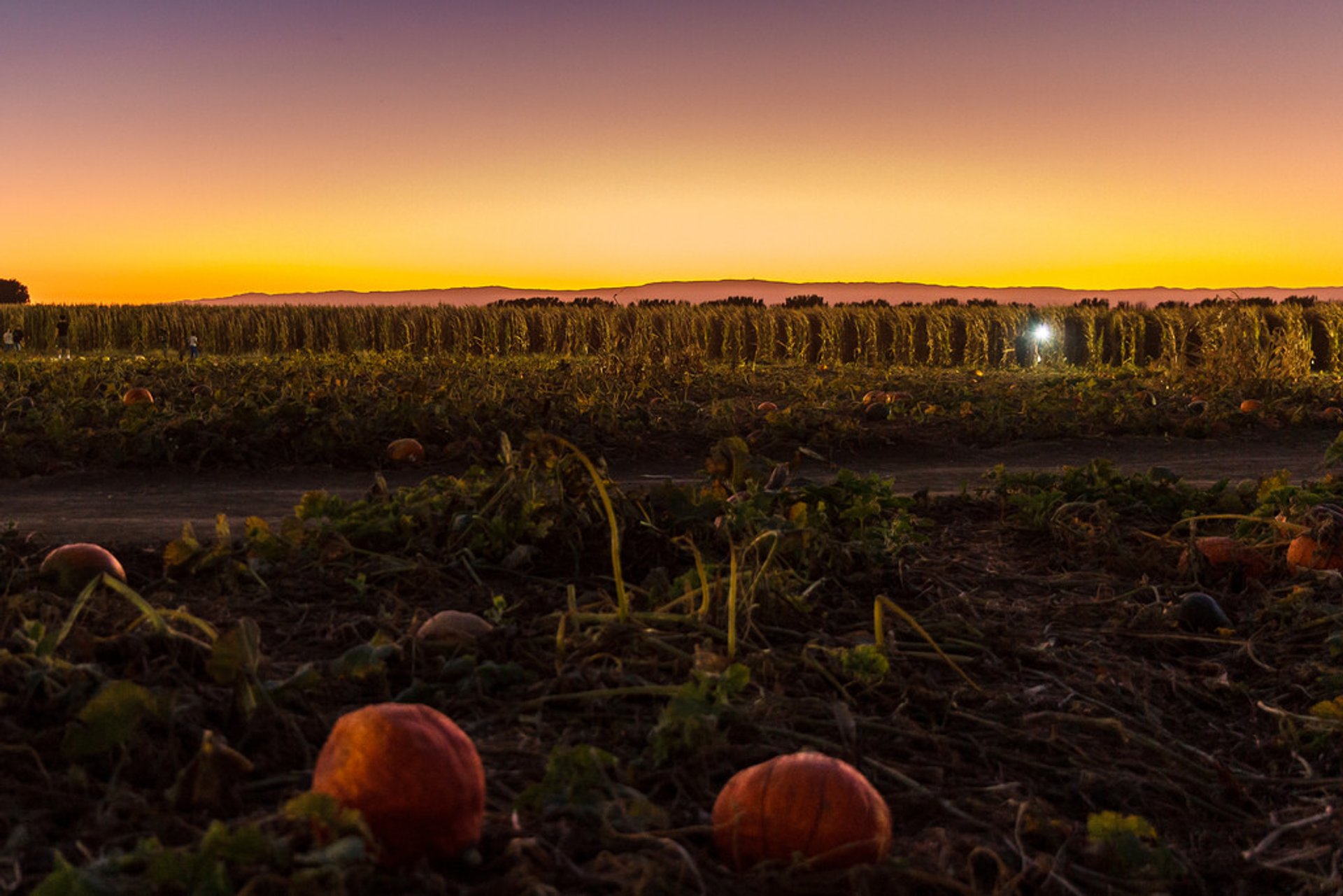 Cool Patch Pumpkins Corn Maze