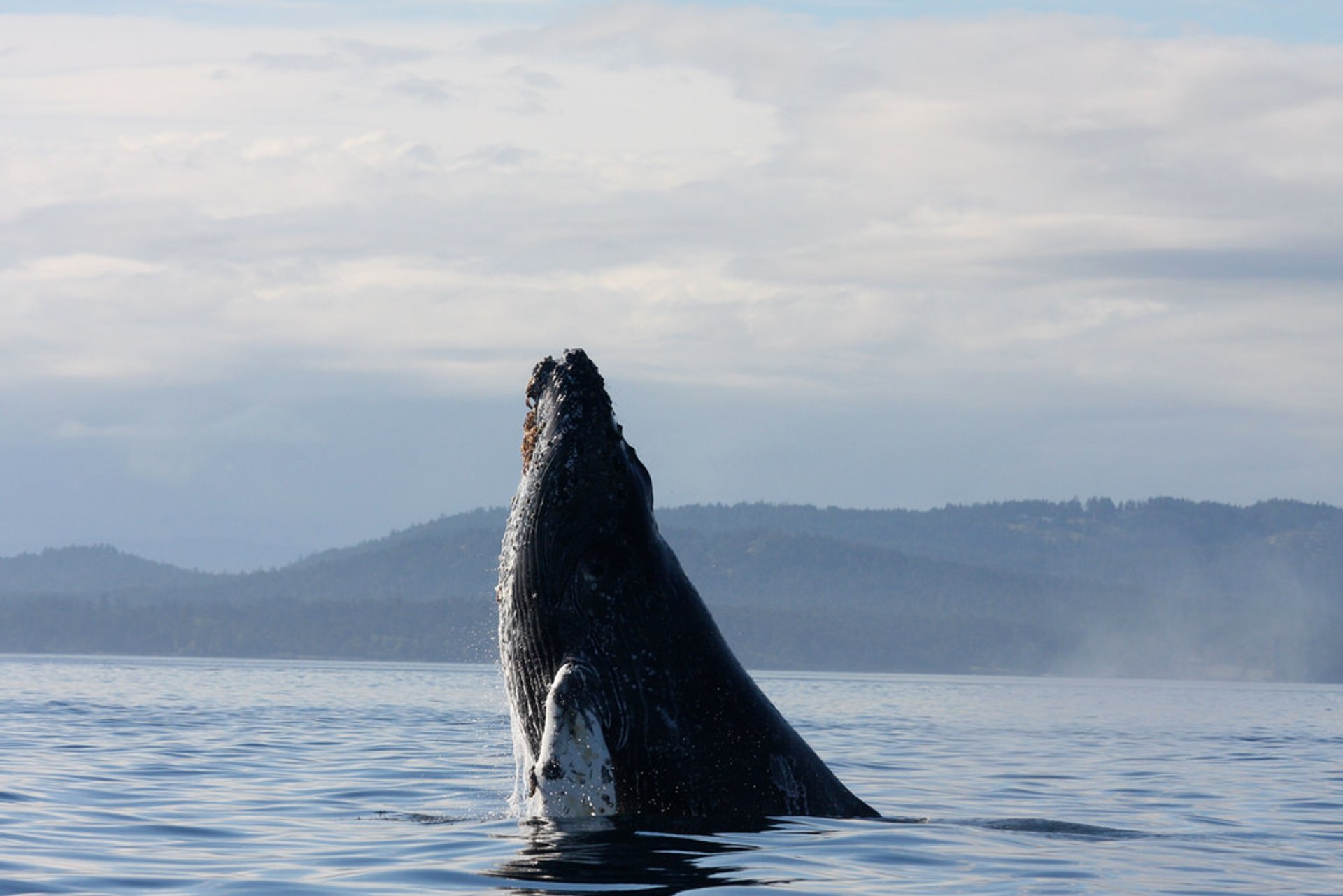 Observation des baleines