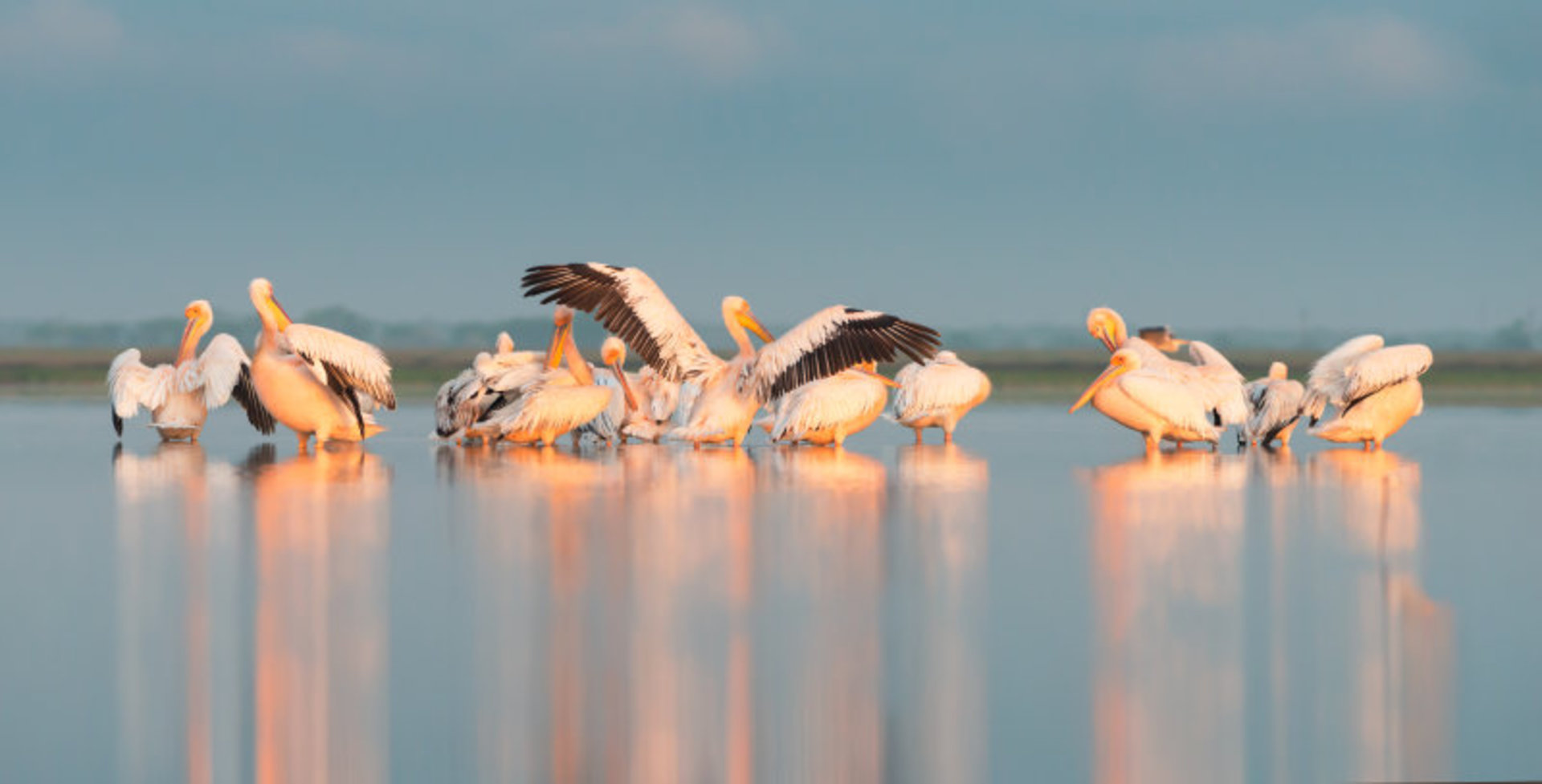 Pelicans