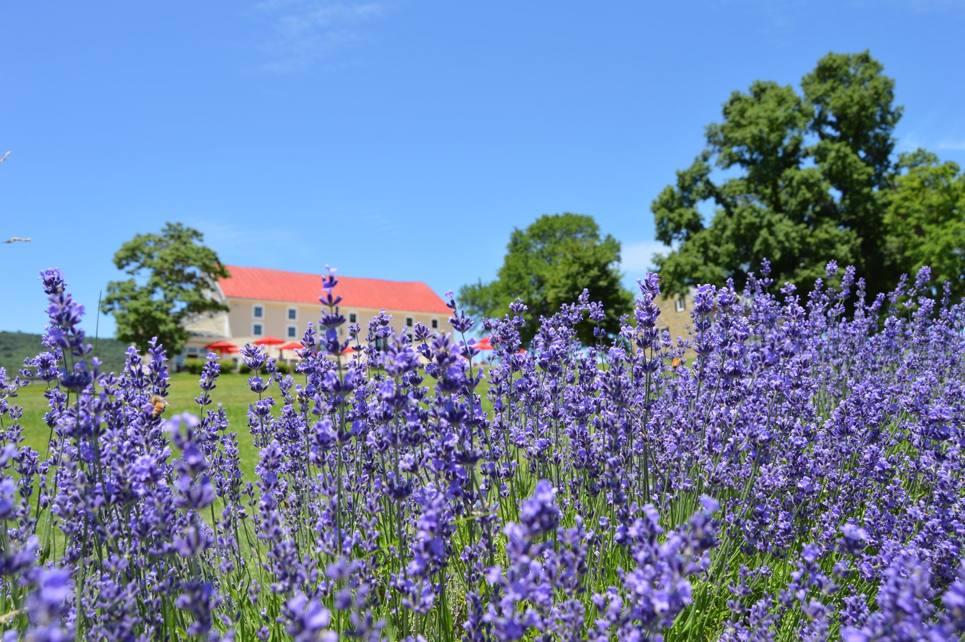 Maryland Lavender Festival