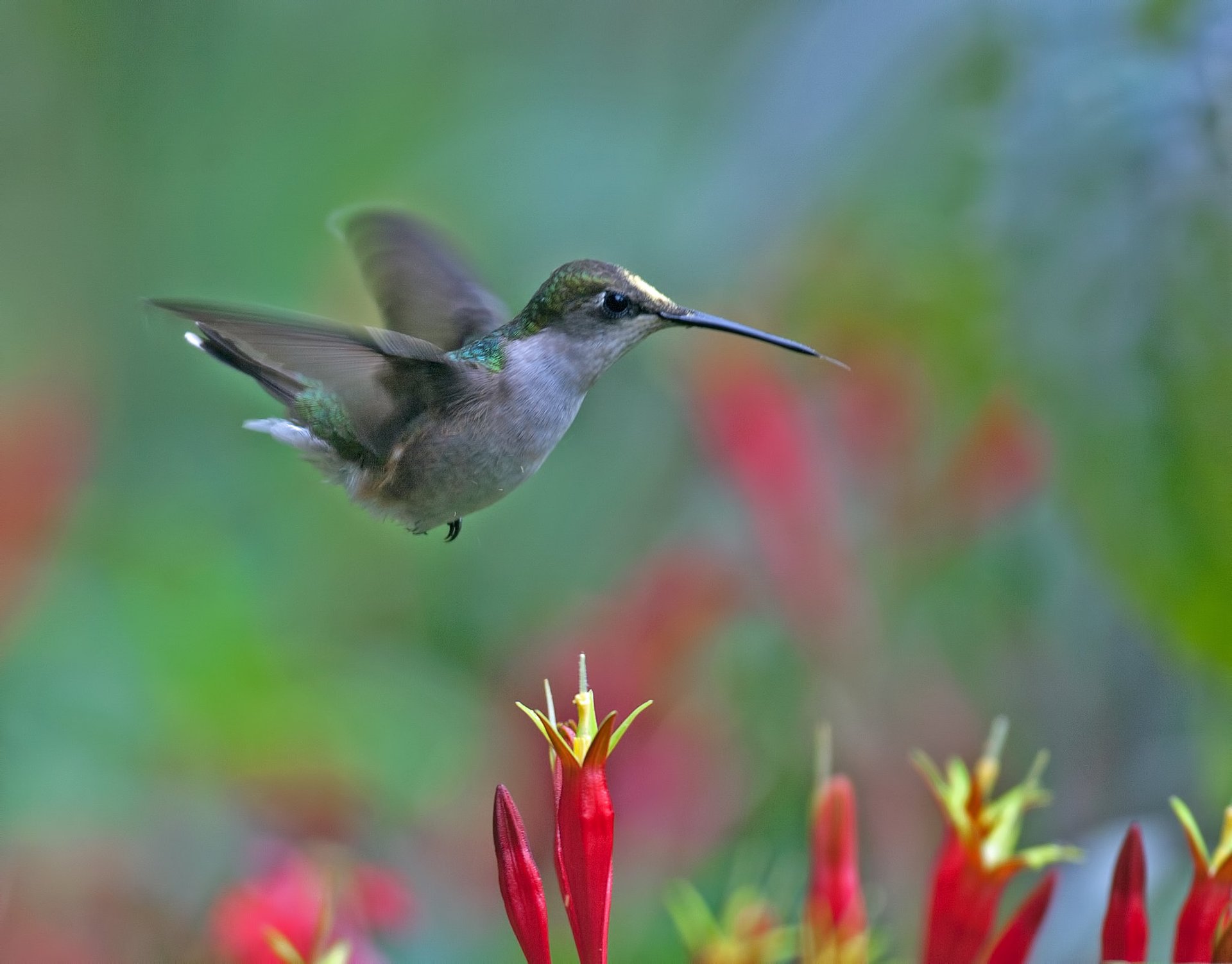 Migración de colibríes