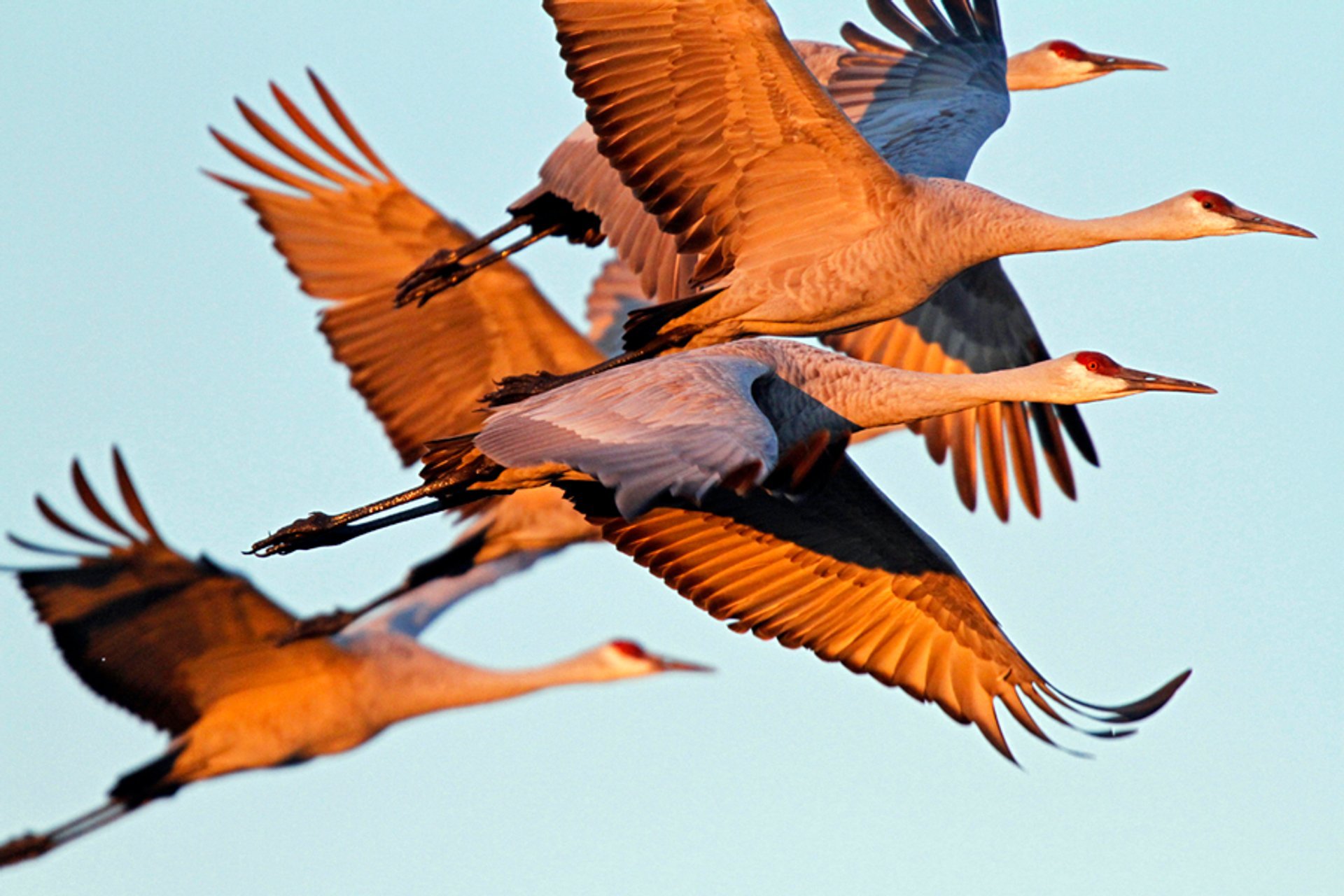 Birding Hotspots for Spring Sandhill Crane Migration