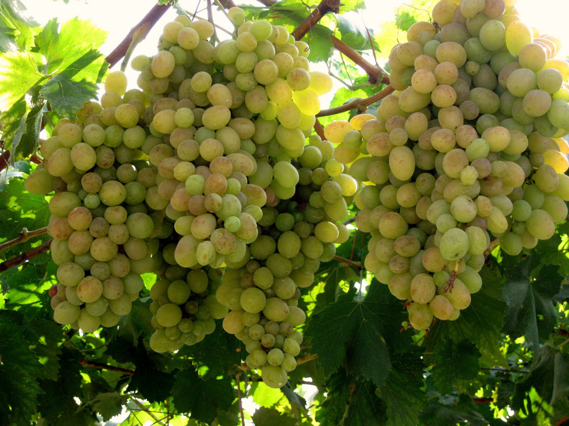 Grape Harvest