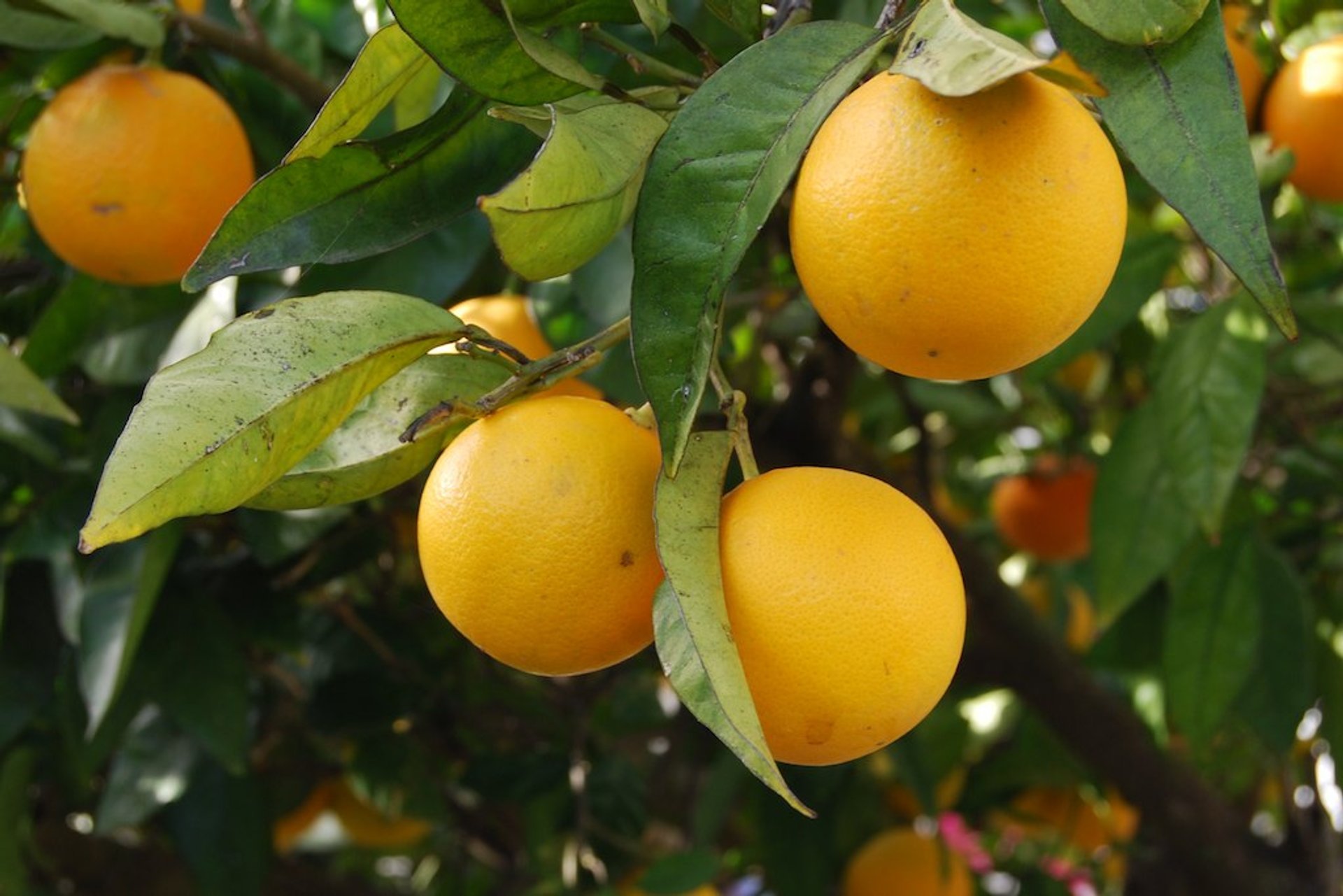 Cosecha de naranjas