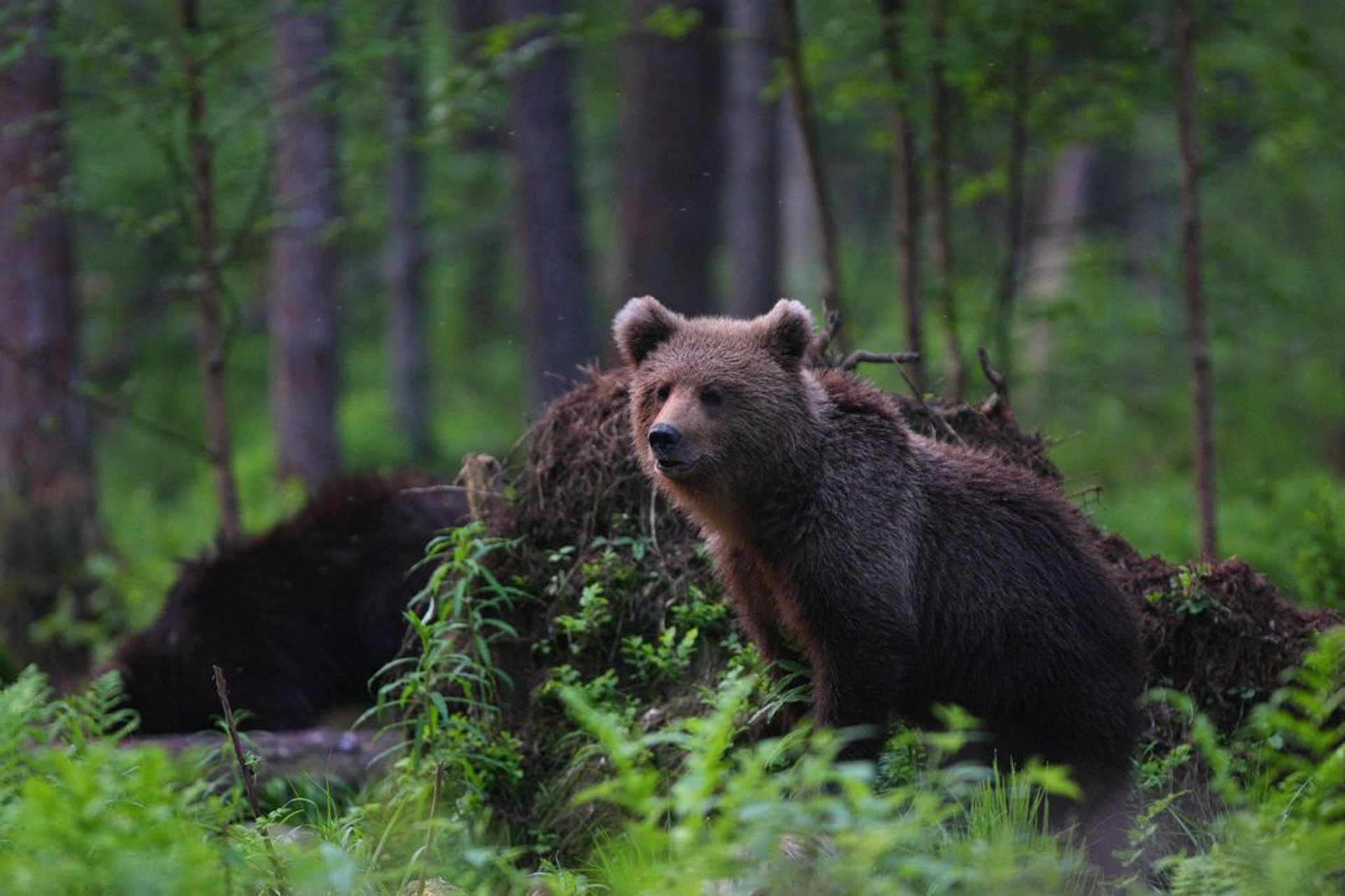 Brauner Bär beobachtet