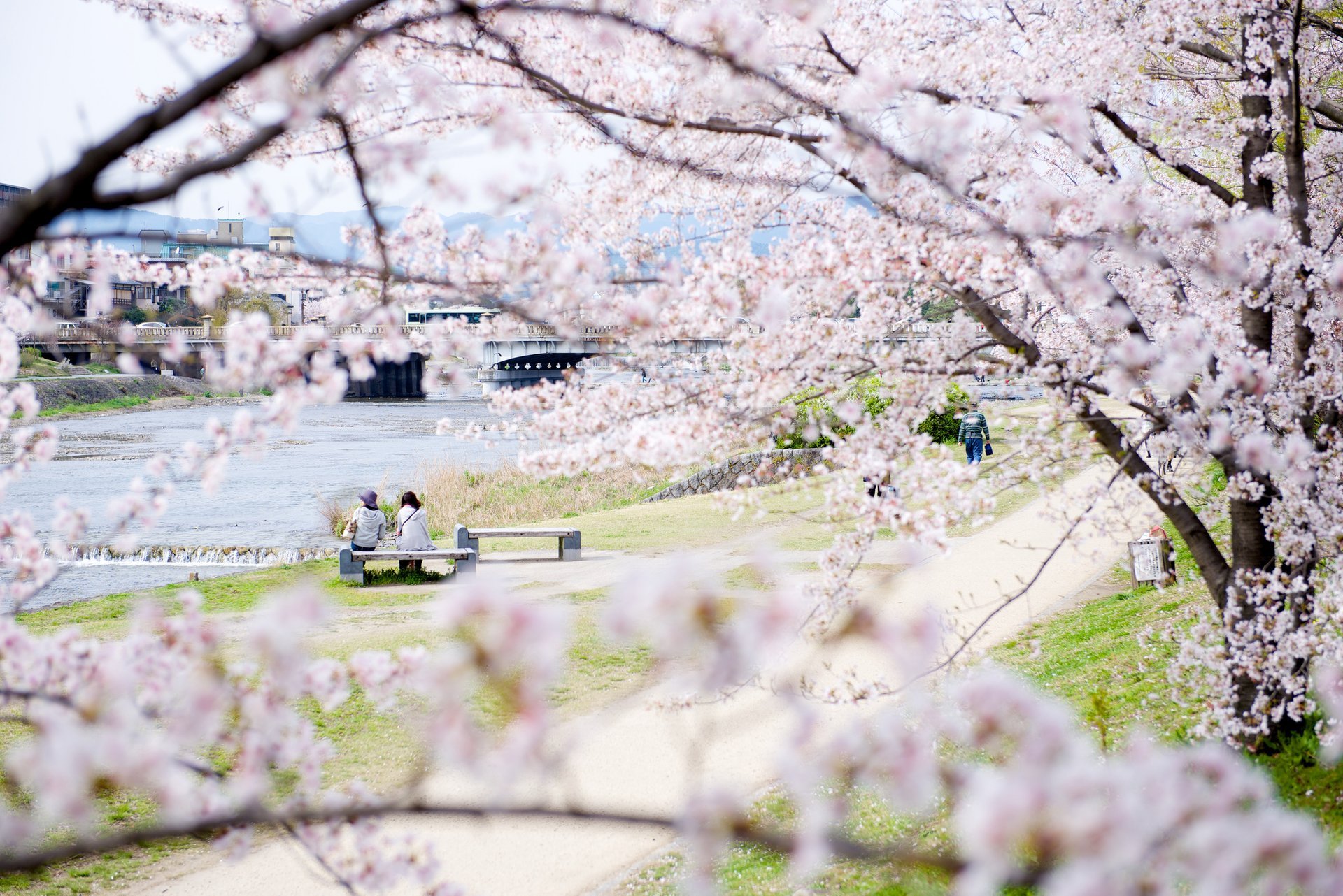 El cerezo en flor, de Extremadura a Japón - Una Pausa Agradable