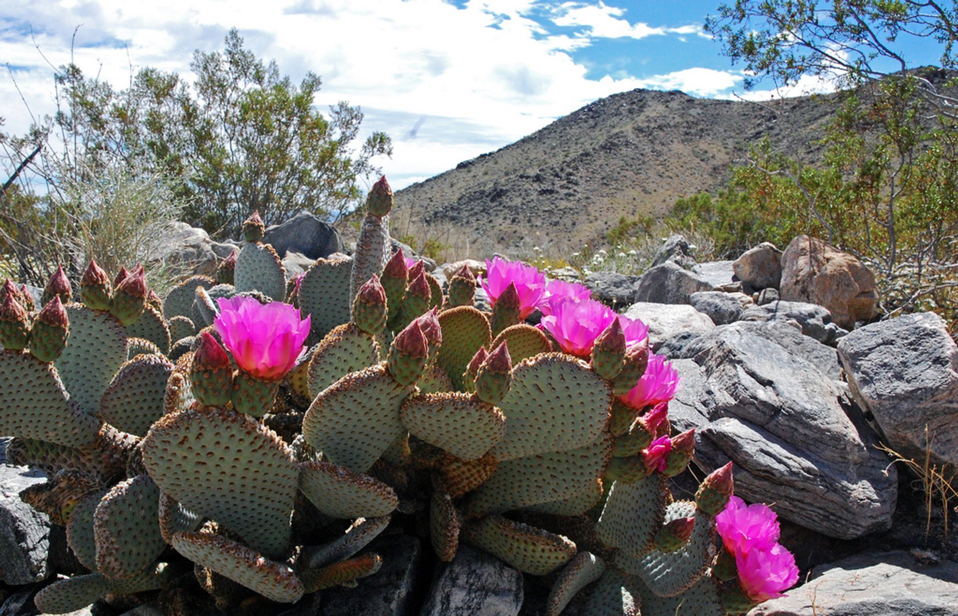 Cactus en fleurs