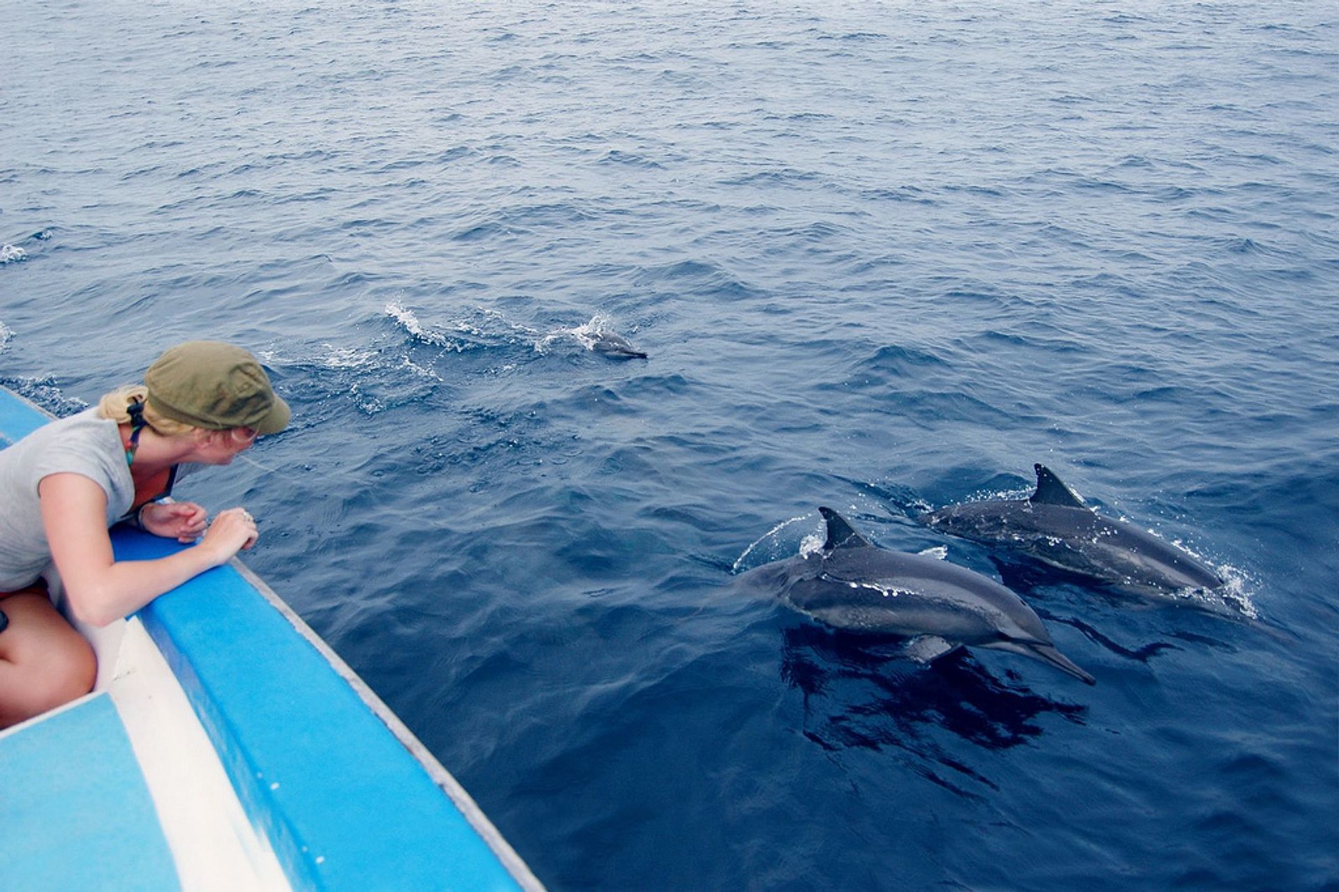 Observación de delfines