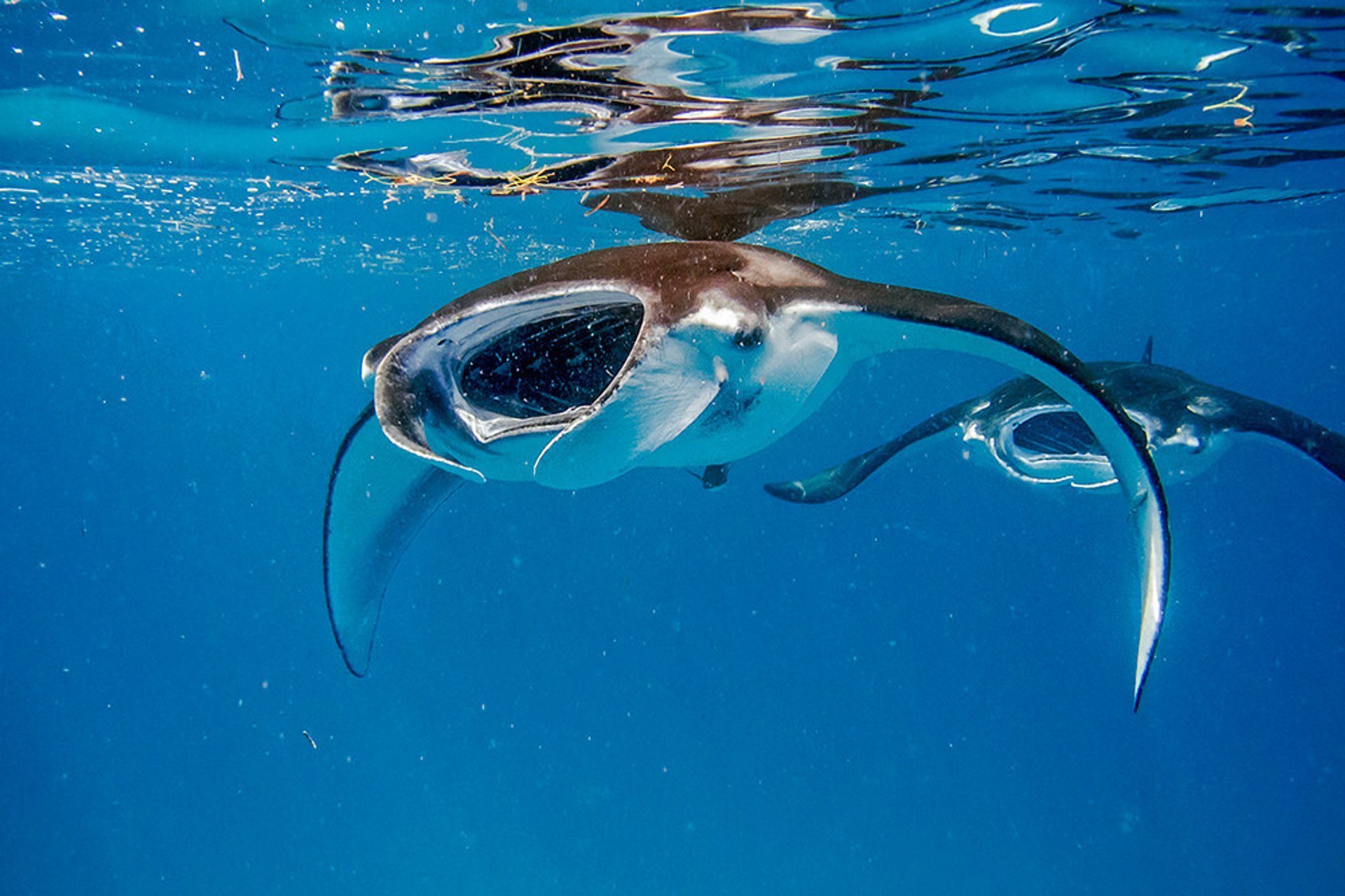 Manta Rays nell'atollo di Baa