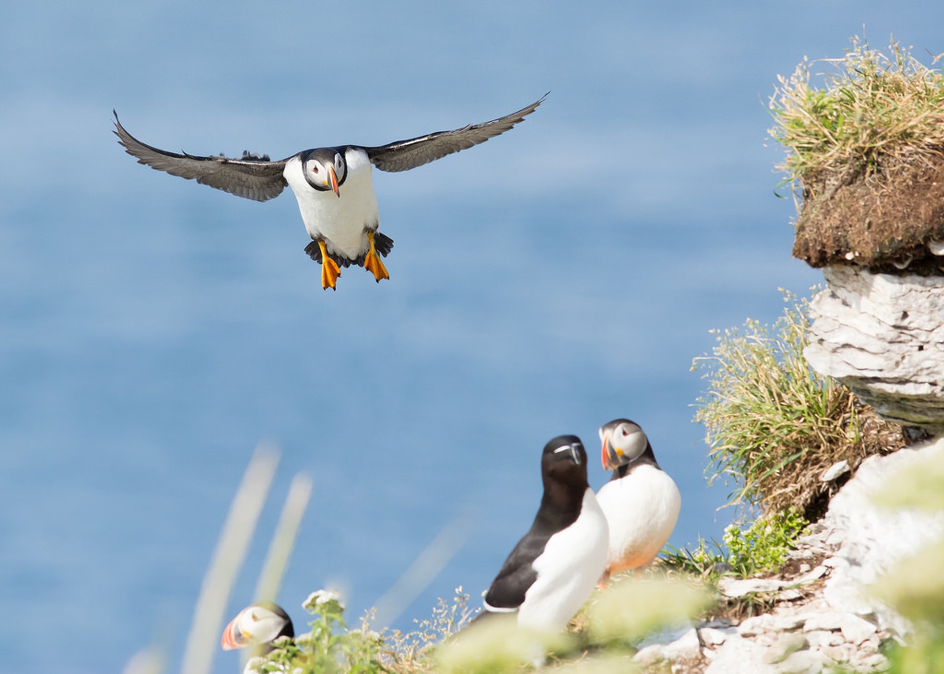 Atlantic Puffins