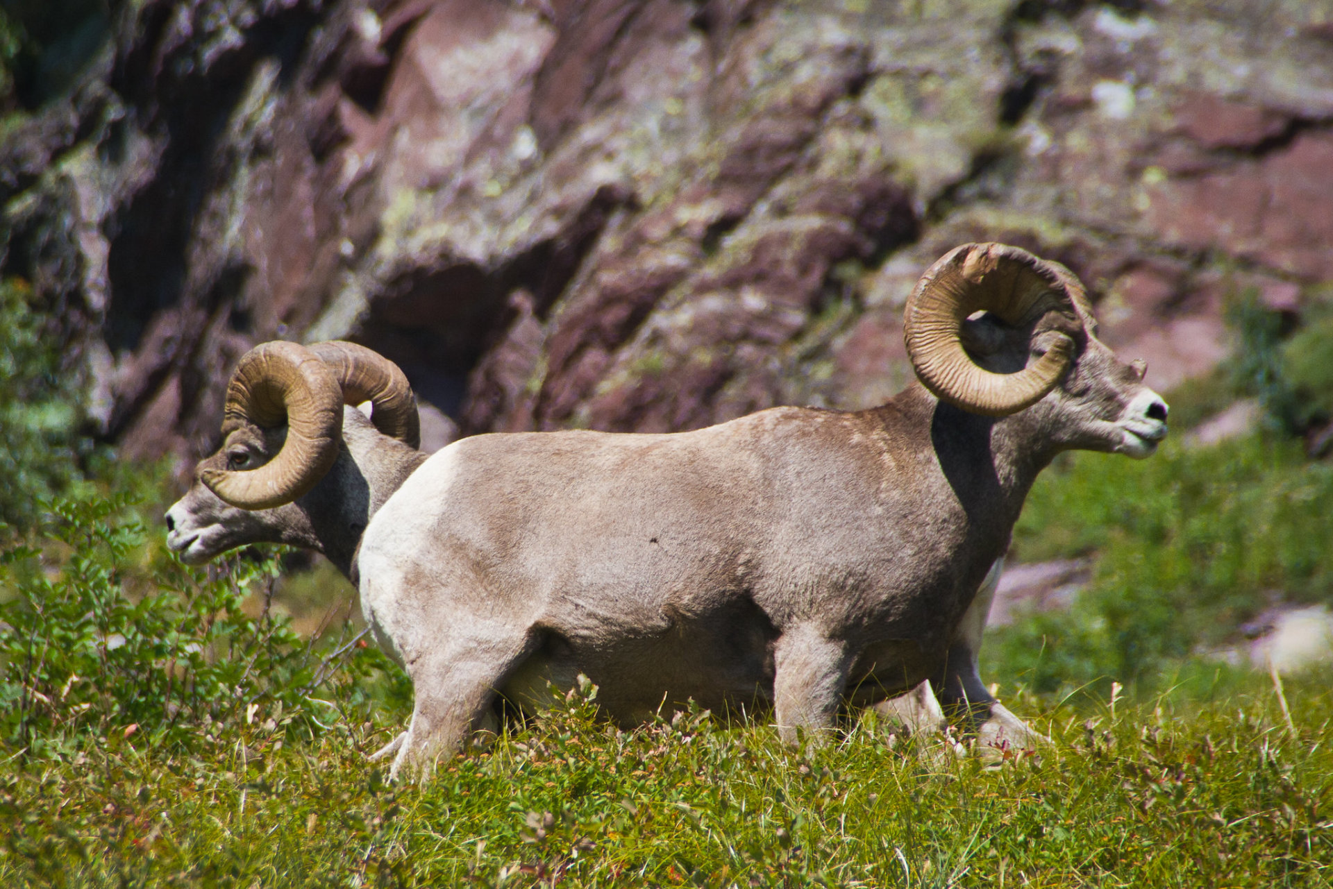 Best Time to See Bighorn Sheep in Glacier National Park, MT 2024