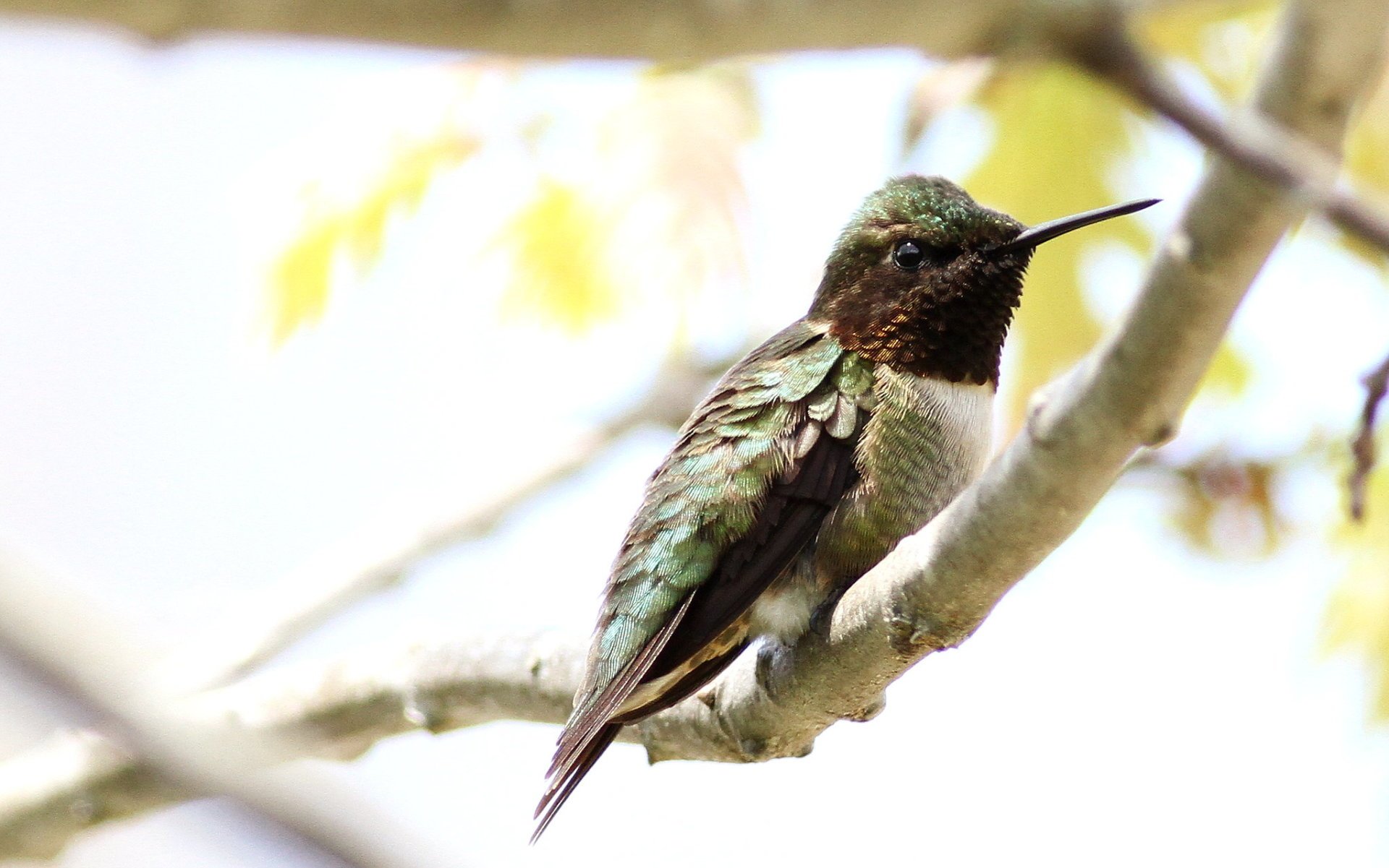 Colibríes