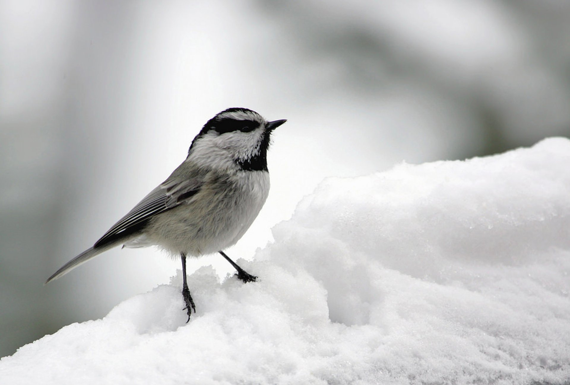 Vogelbeobachtung