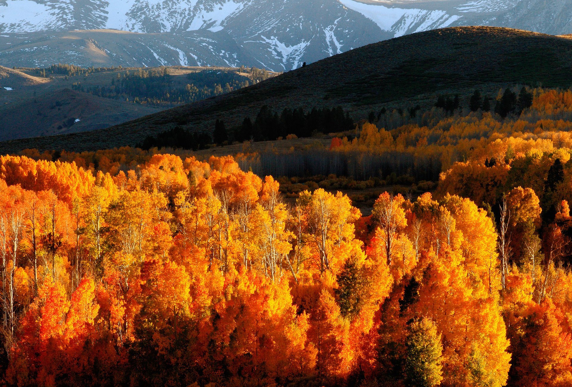 Herbstlaub in Yosemite