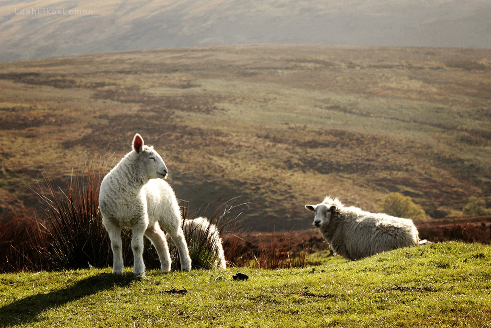 Lambing Season in Ireland 2020 - Best Time
