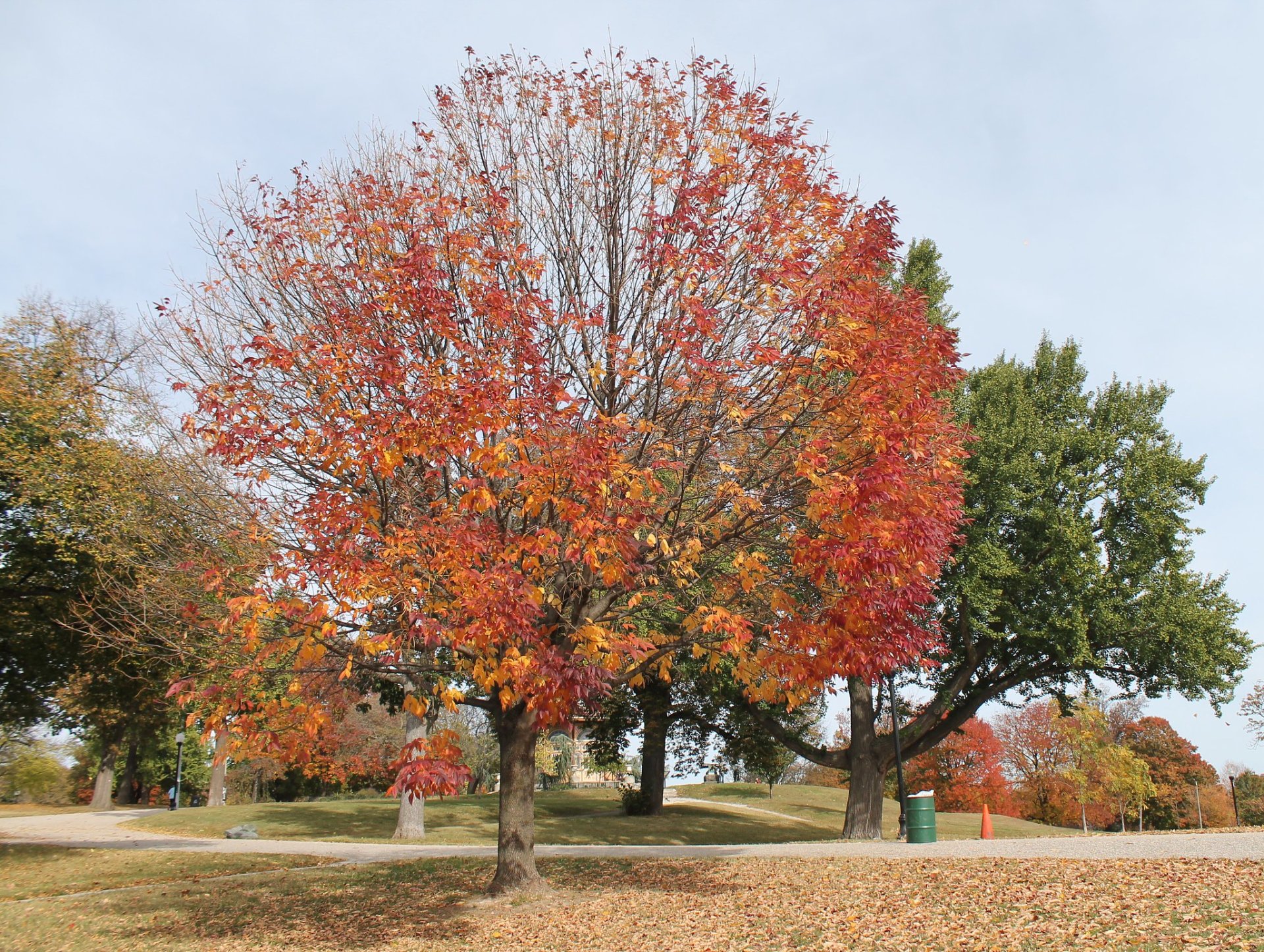 Feuillet d'automne de Baltimore