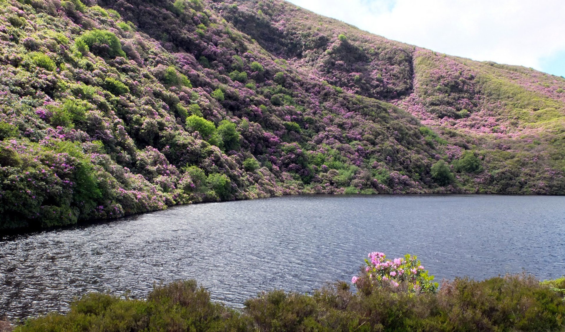 Les Rhododendrons de Vee Pass