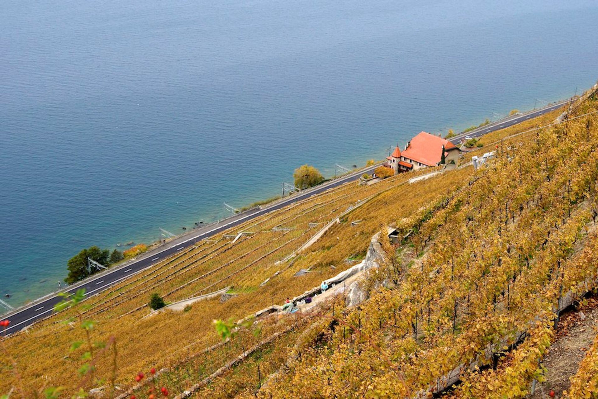 Grape Harvest and Wine Season