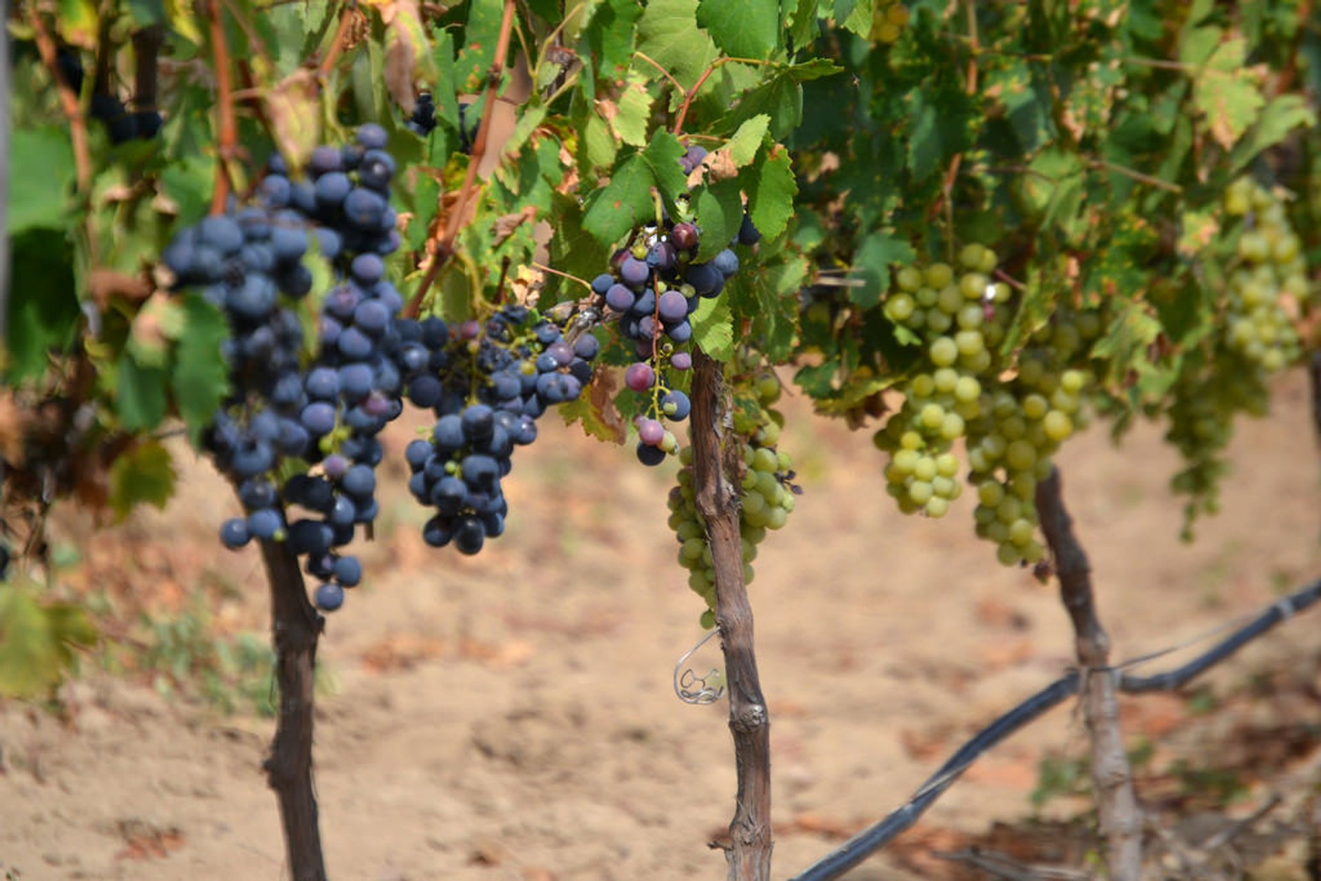 Grape Harvest