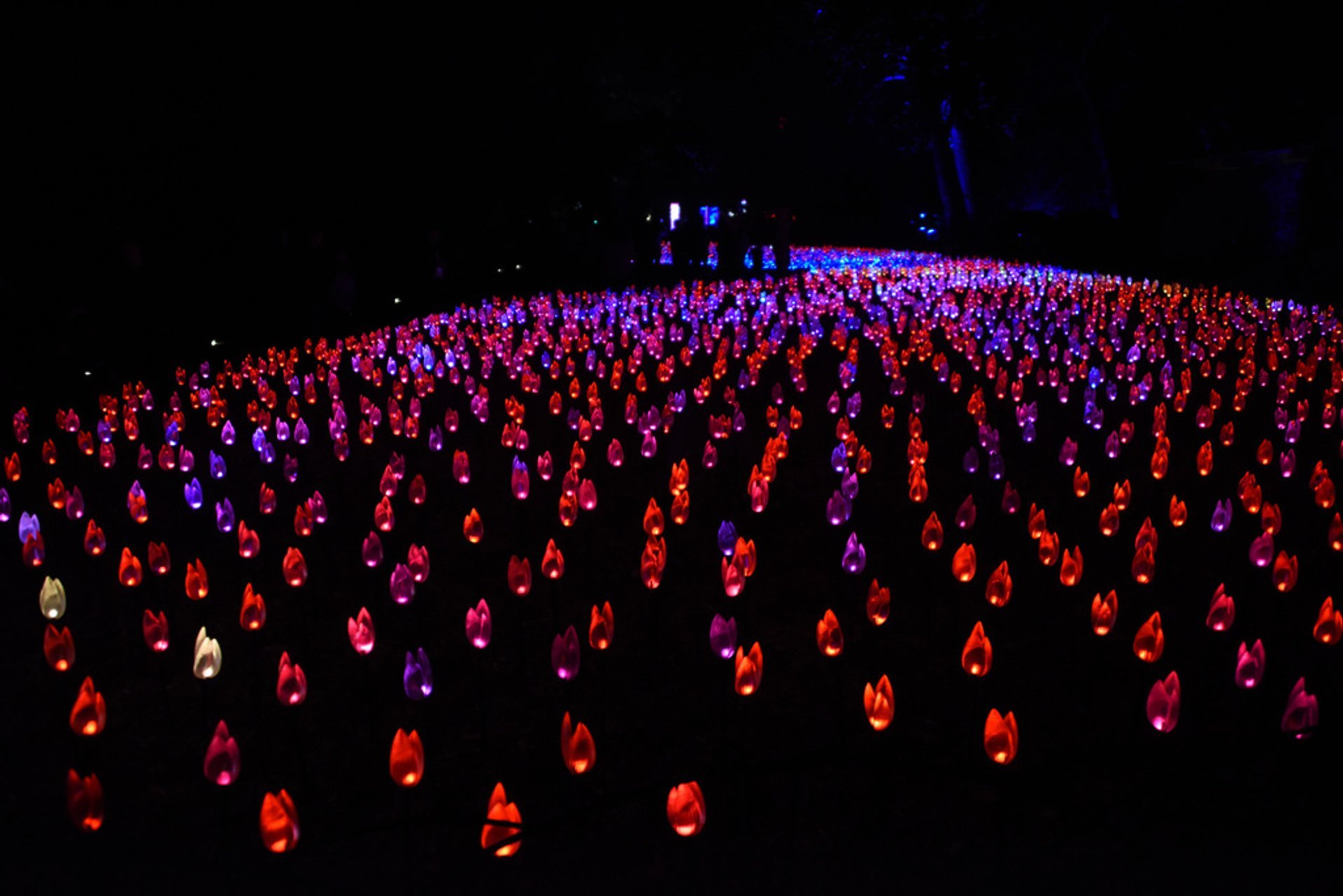 Incantevole: Foresta di Luce