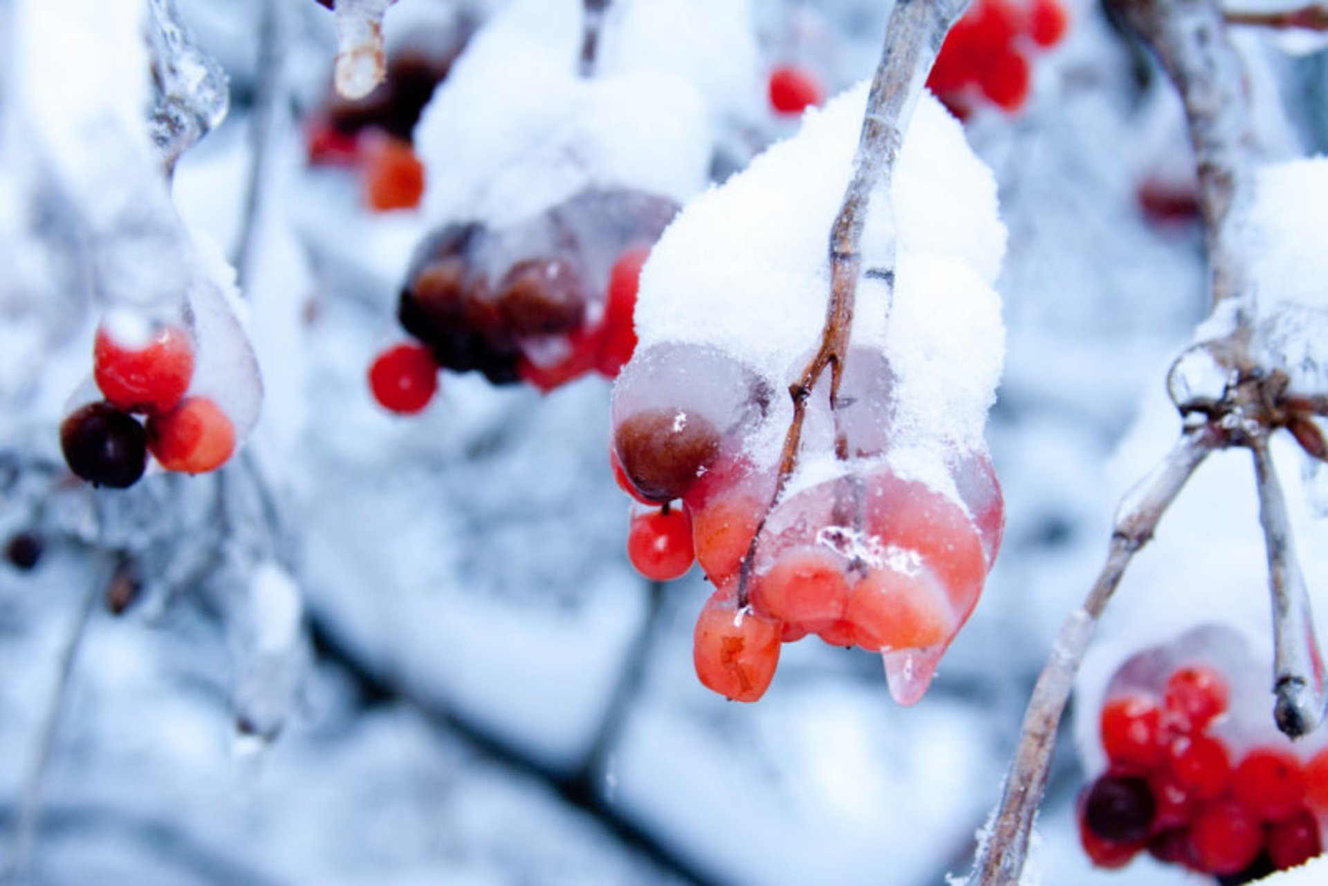 Kalyna (Viburnum)