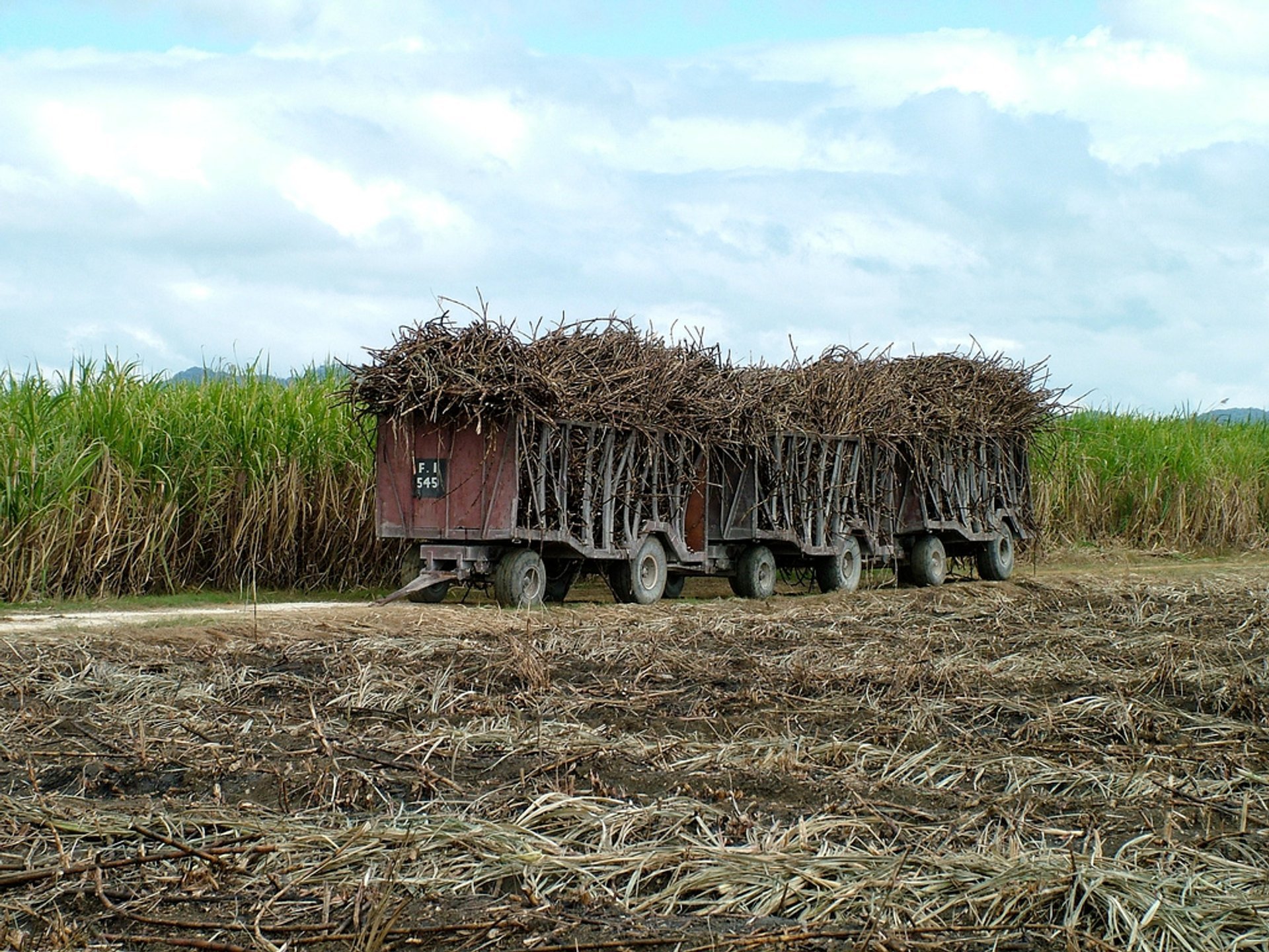 Sugar Cane Harvest