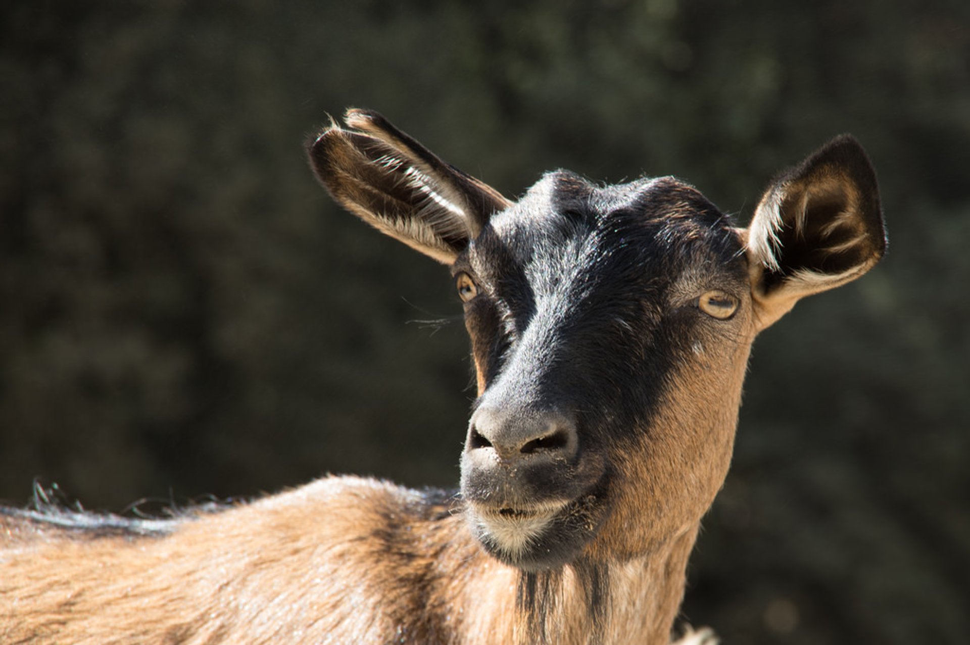 Wildtiere beobachten