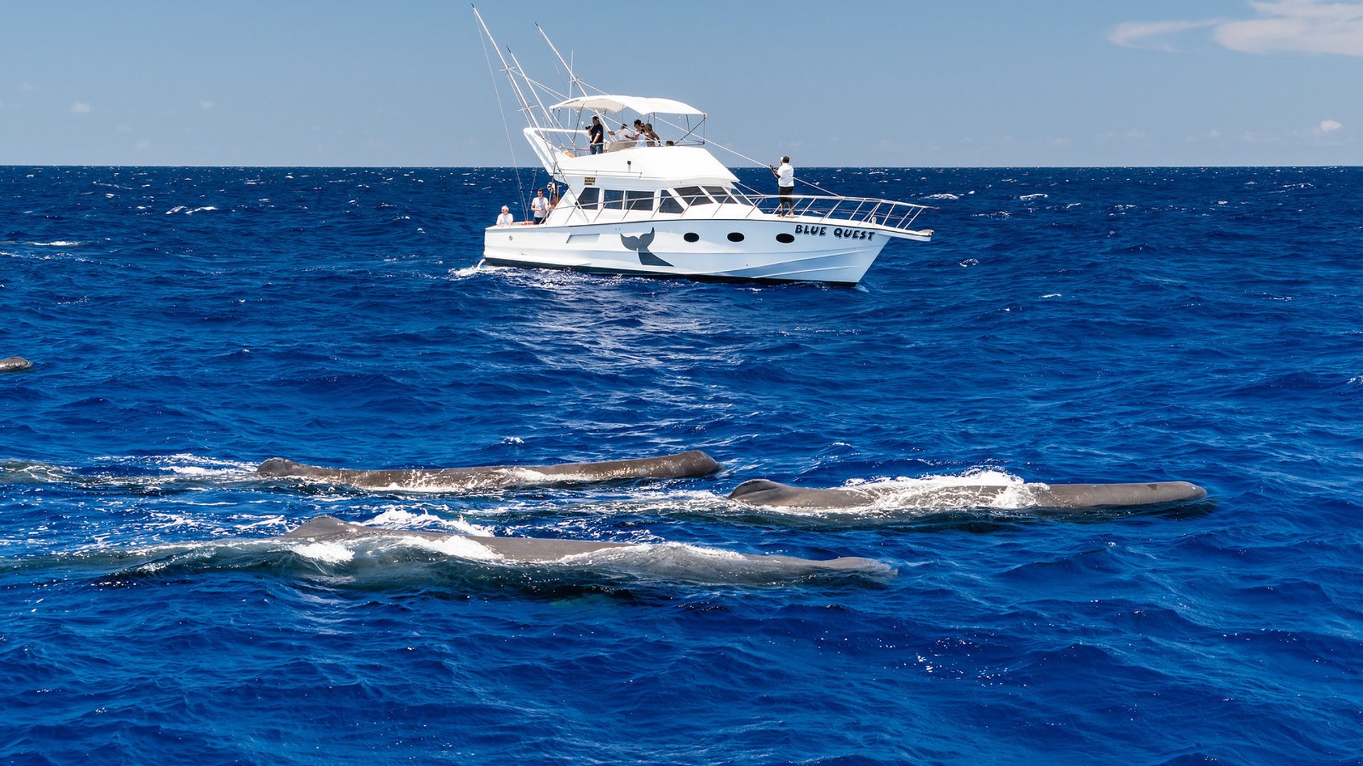 Whale Watching (Walbeobachtung)