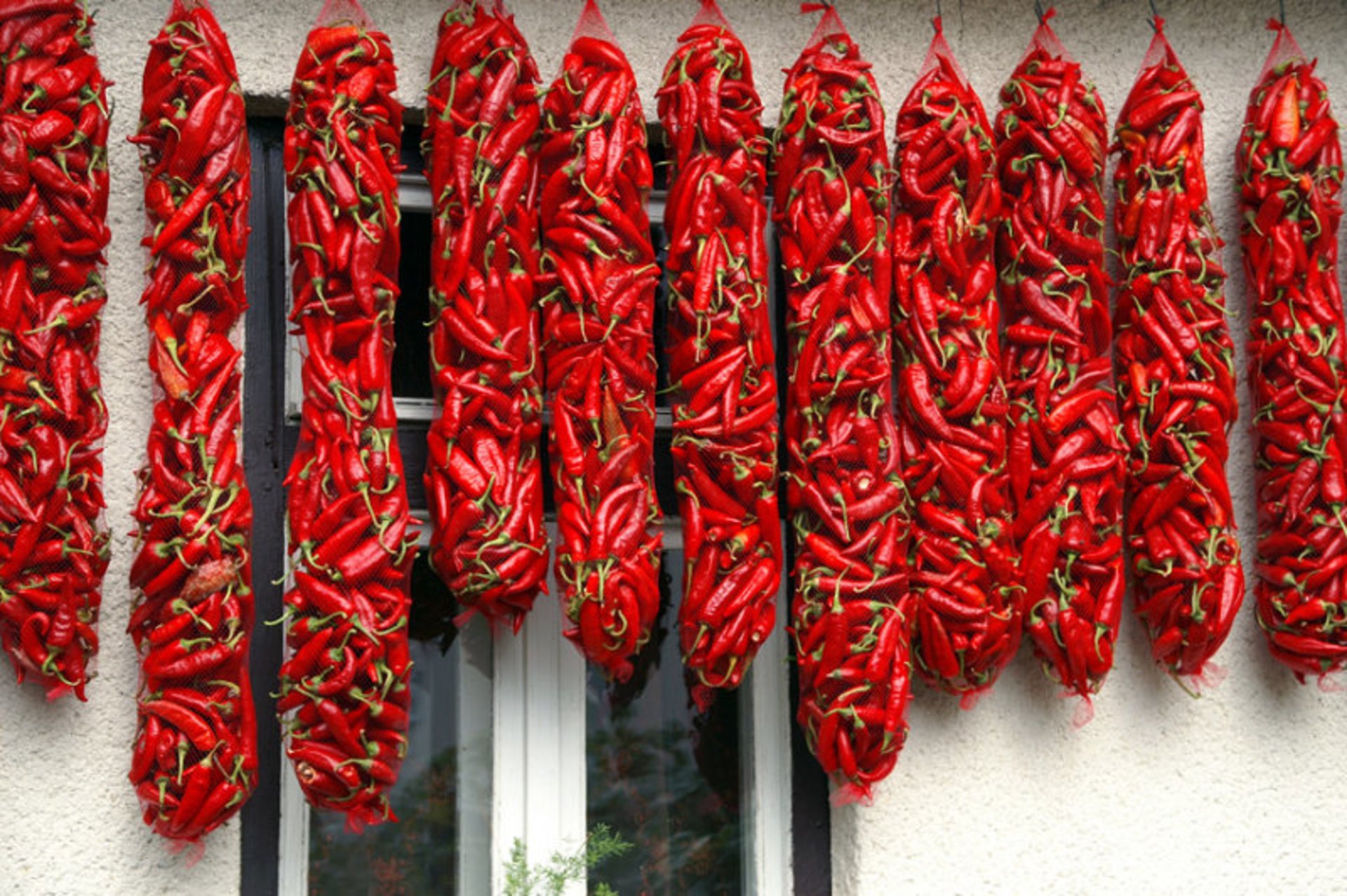 Récolte de paprika doux