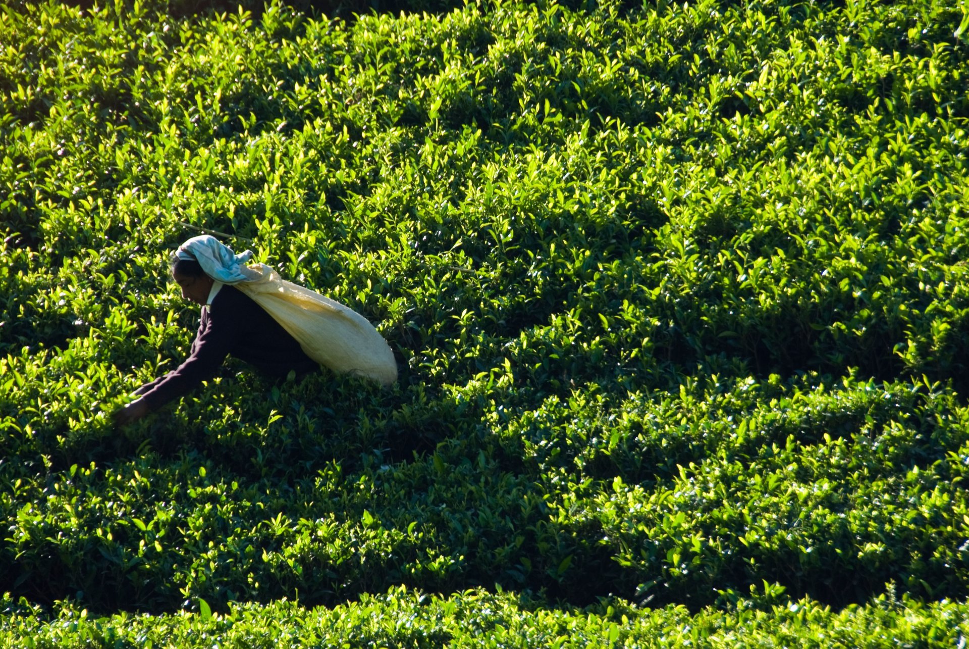 Cosecha de té